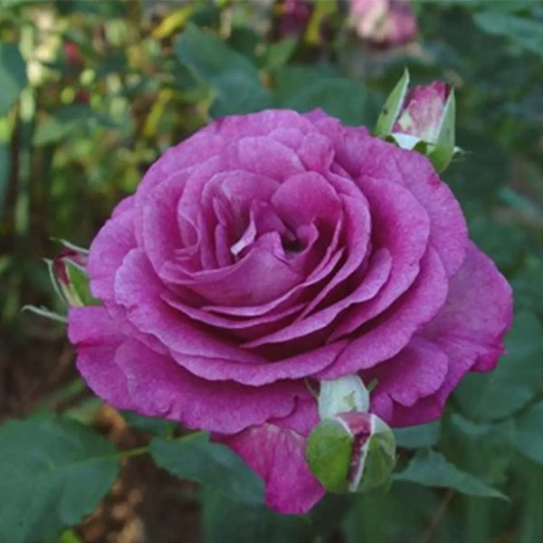 Melody Parfumee™ Potted Rose Bush