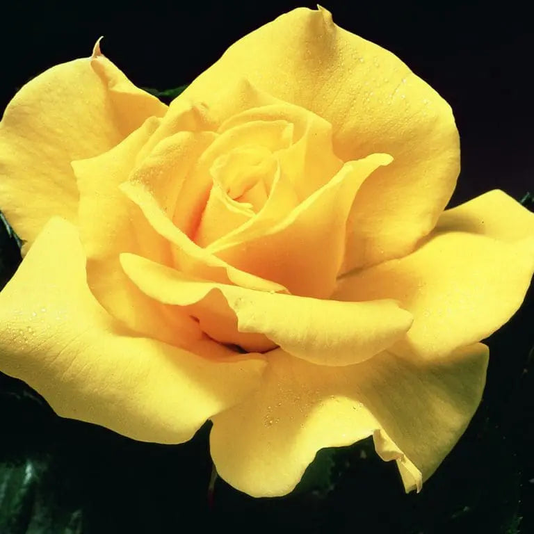 Midas Touch Bare Root Tree Rose