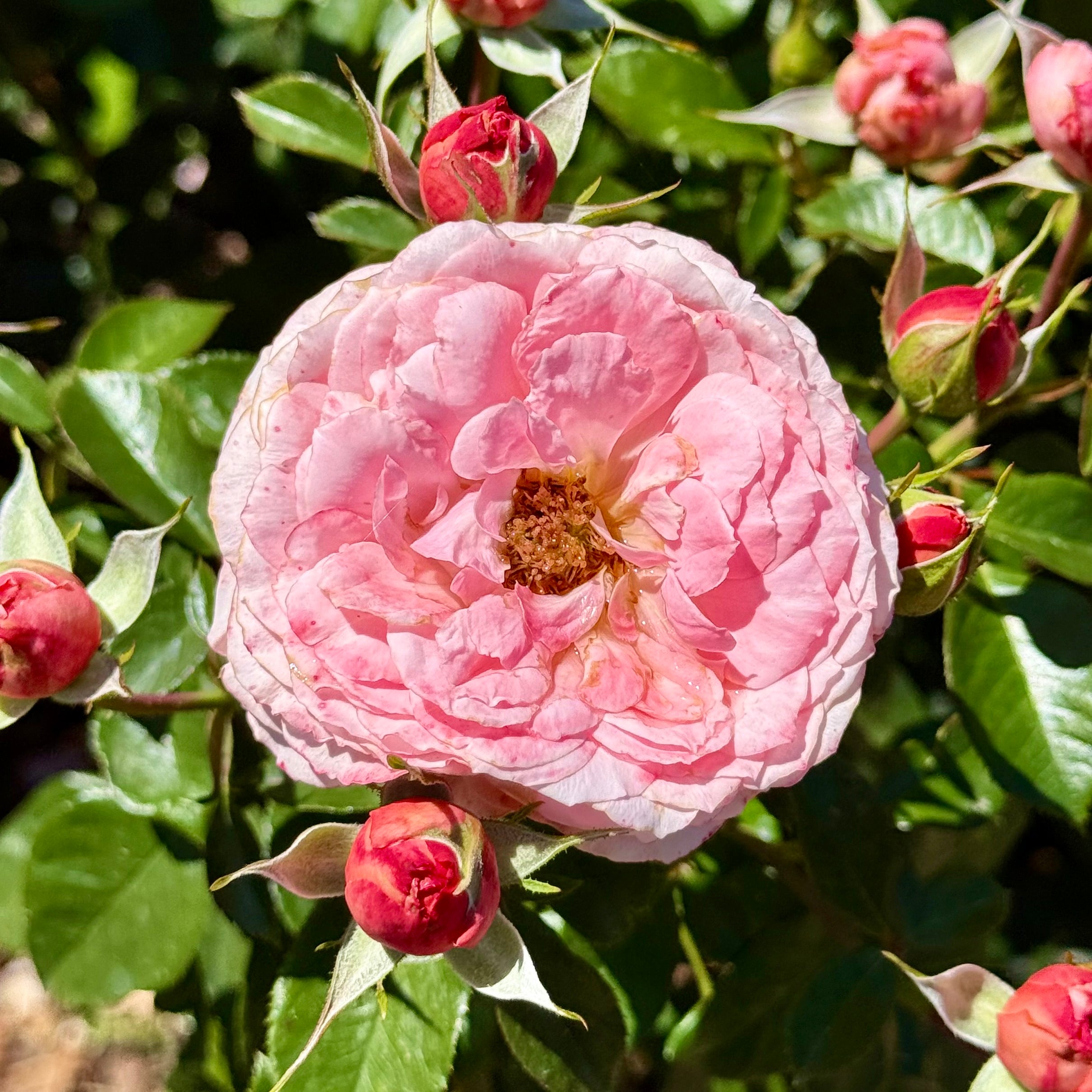 Sexy Rexy®  Potted Rose Bush