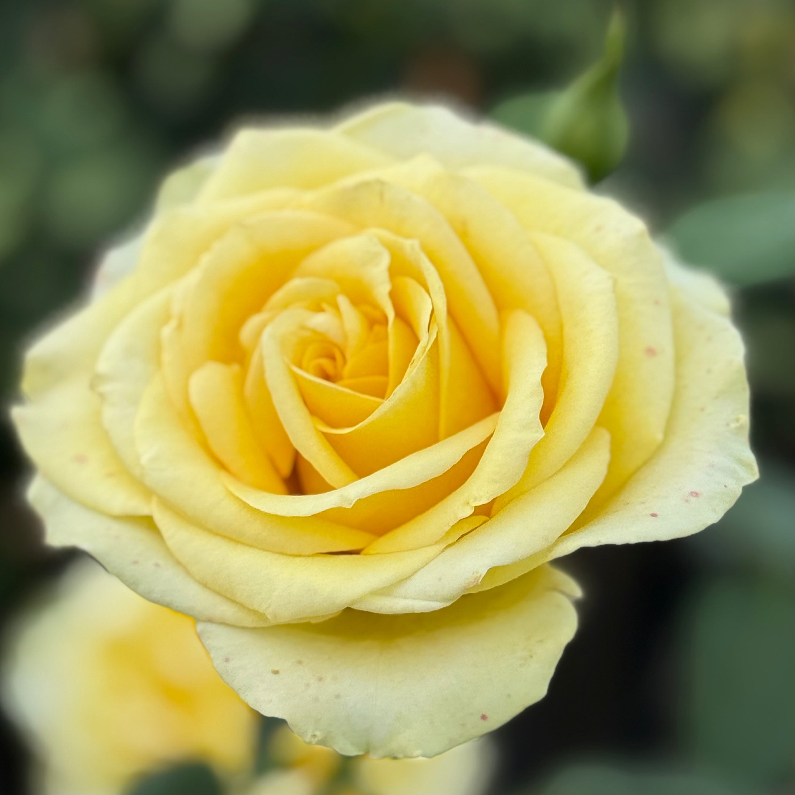 St Patrick™ Potted Rose Bush