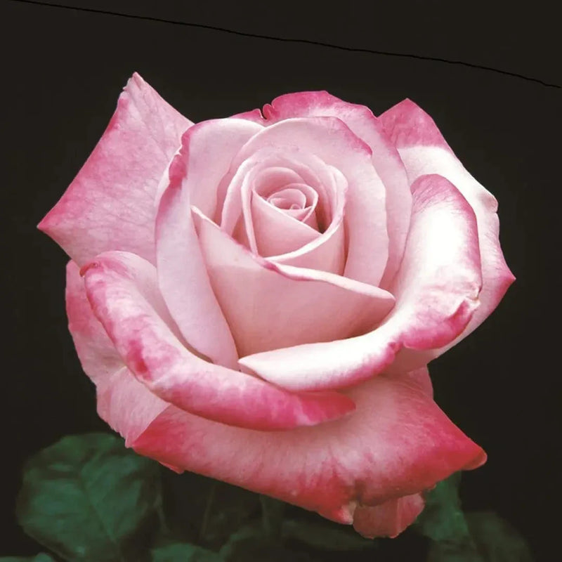 Paradise Potted Rose Bush