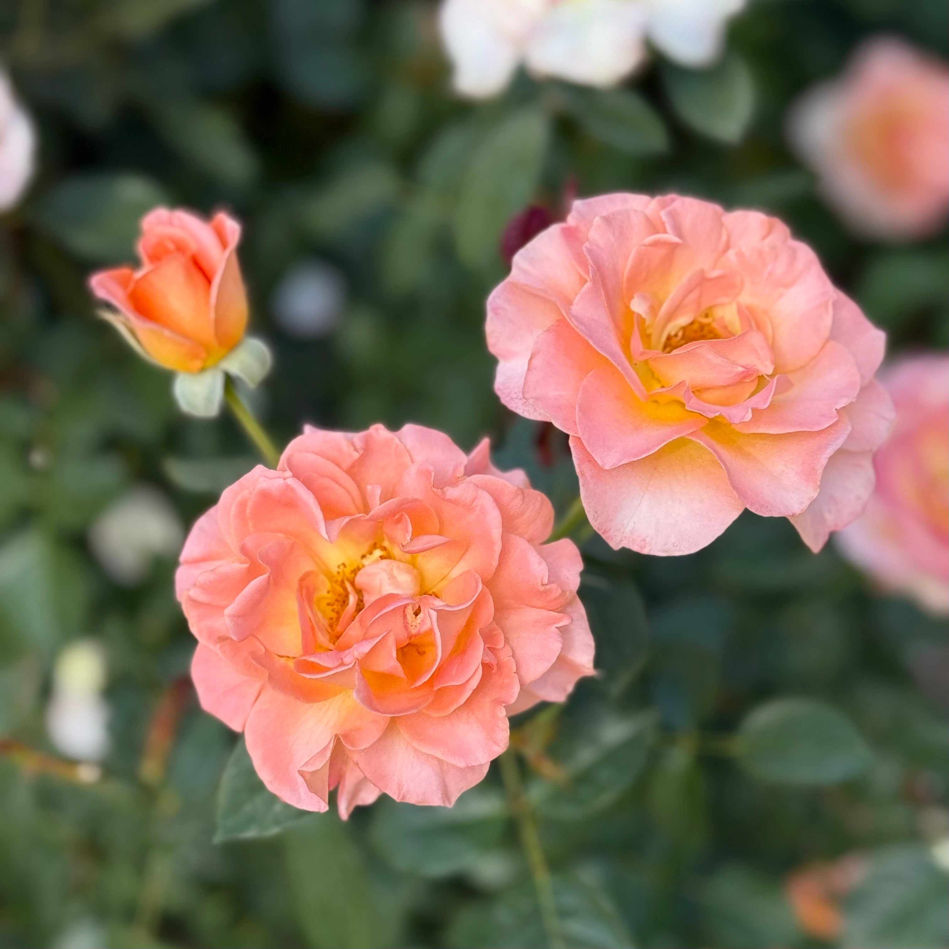 ローズバード Jump for Joy Potted Rose Bush | Peachy Pink Floribunda Rose
