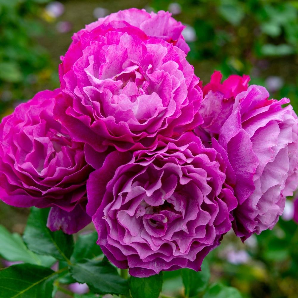 Wild Blue Yonder™ Potted Rose Bush