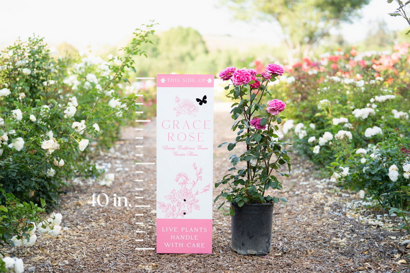 Elle® Potted Rose Bush - Grace Rose Farm