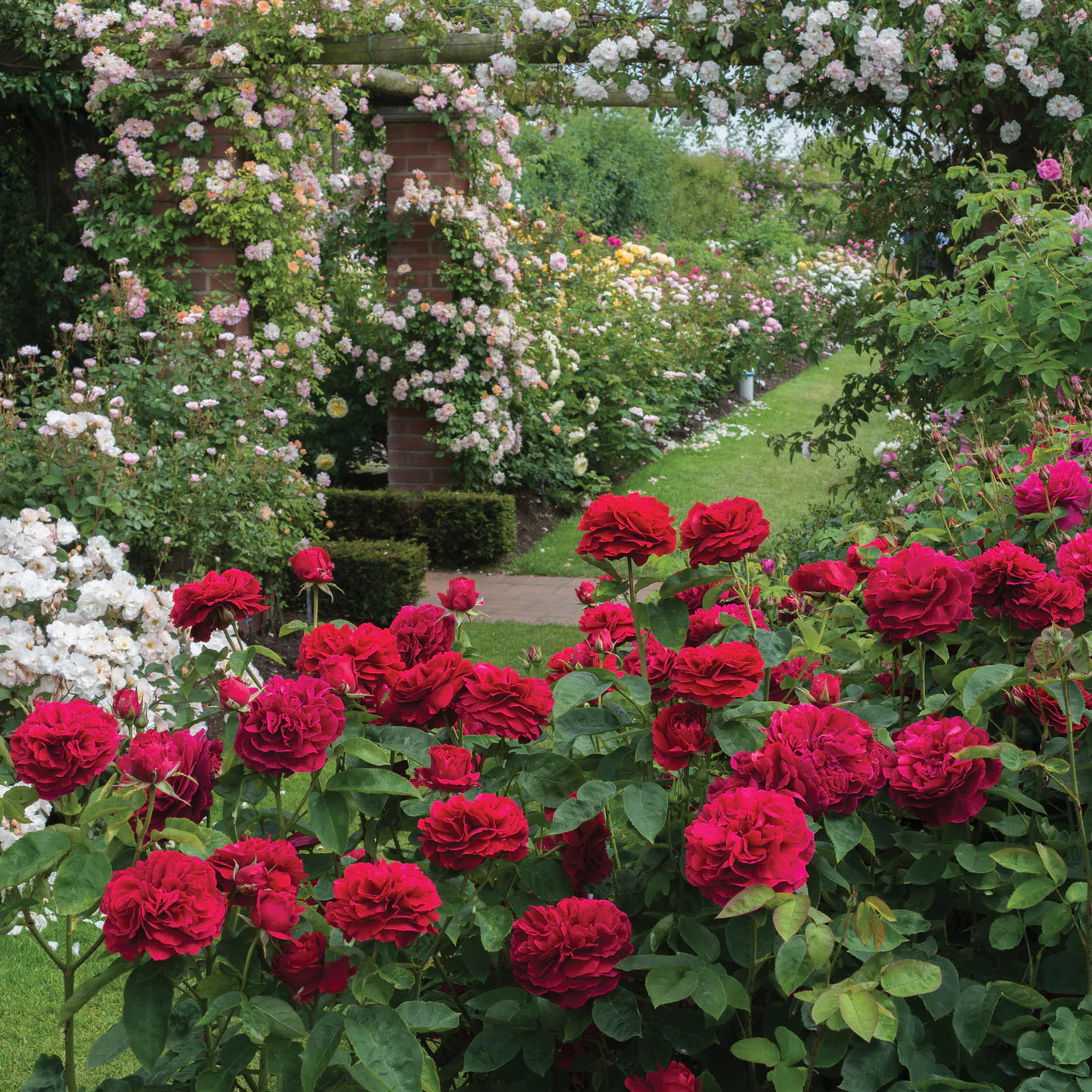 David Austin Roses L.D. Braithwaite Rose Bush - Thumbnail 2
