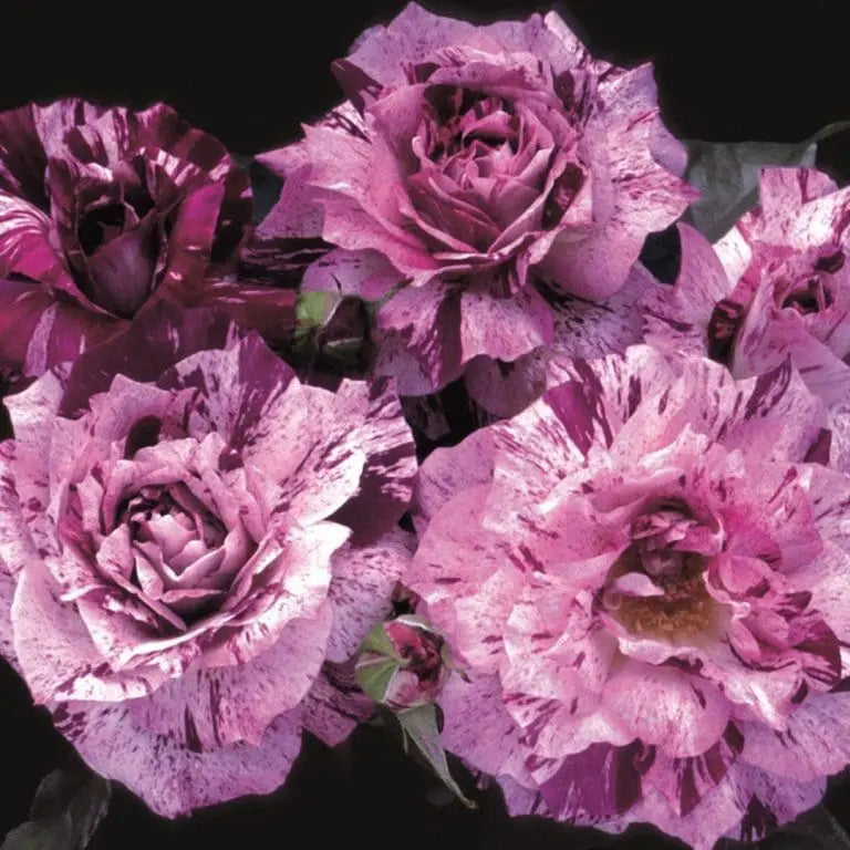 Purple Tiger Potted Rose Bush