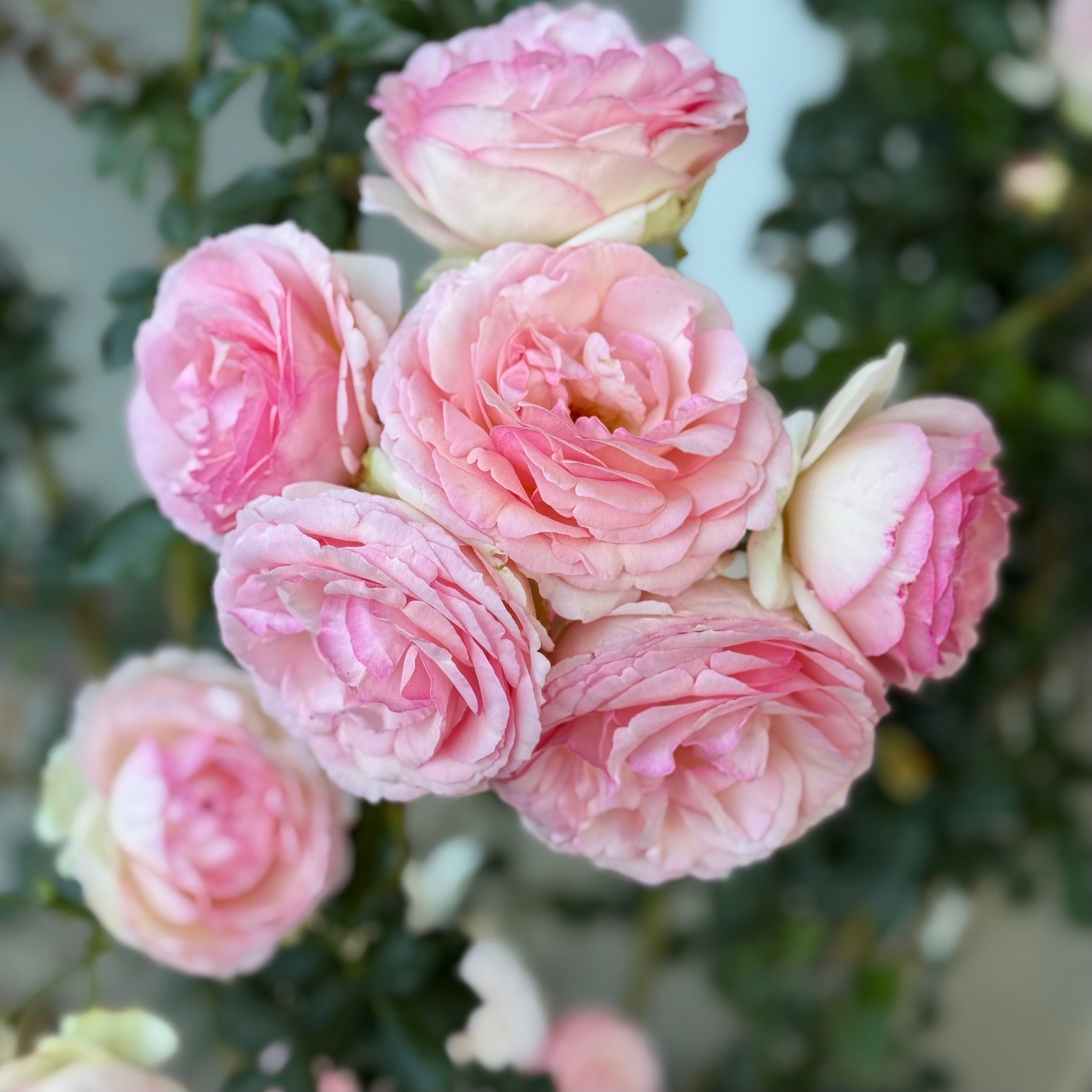 Eden Climber® Potted Climbing Rose