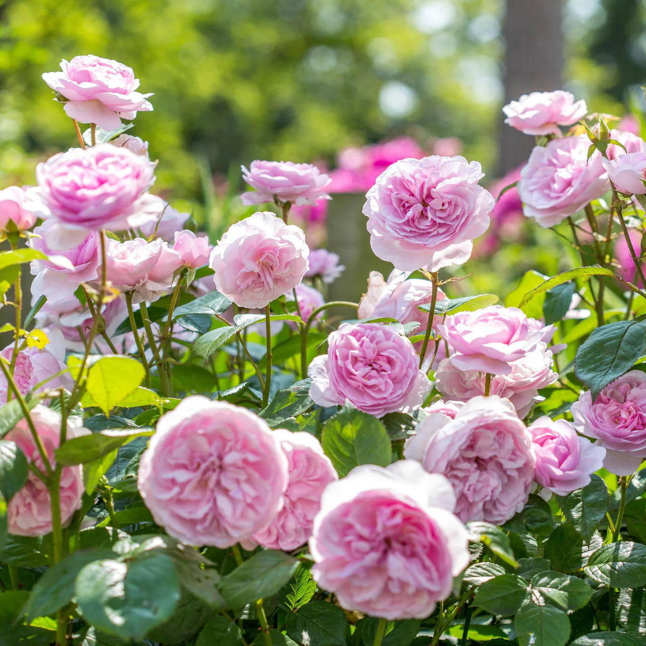 David Austin® Olivia Rose Austin™ Potted Rose Bush