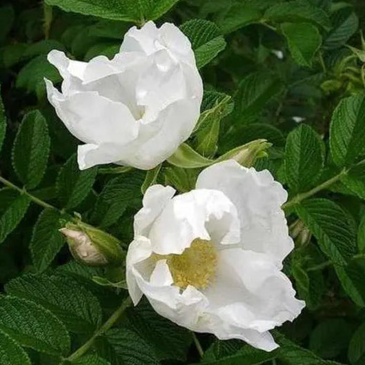 花 ALBAROSA Rosa Rugosa Alba Potted Rose Bush | White Rugosa Rose Bush | Grace
