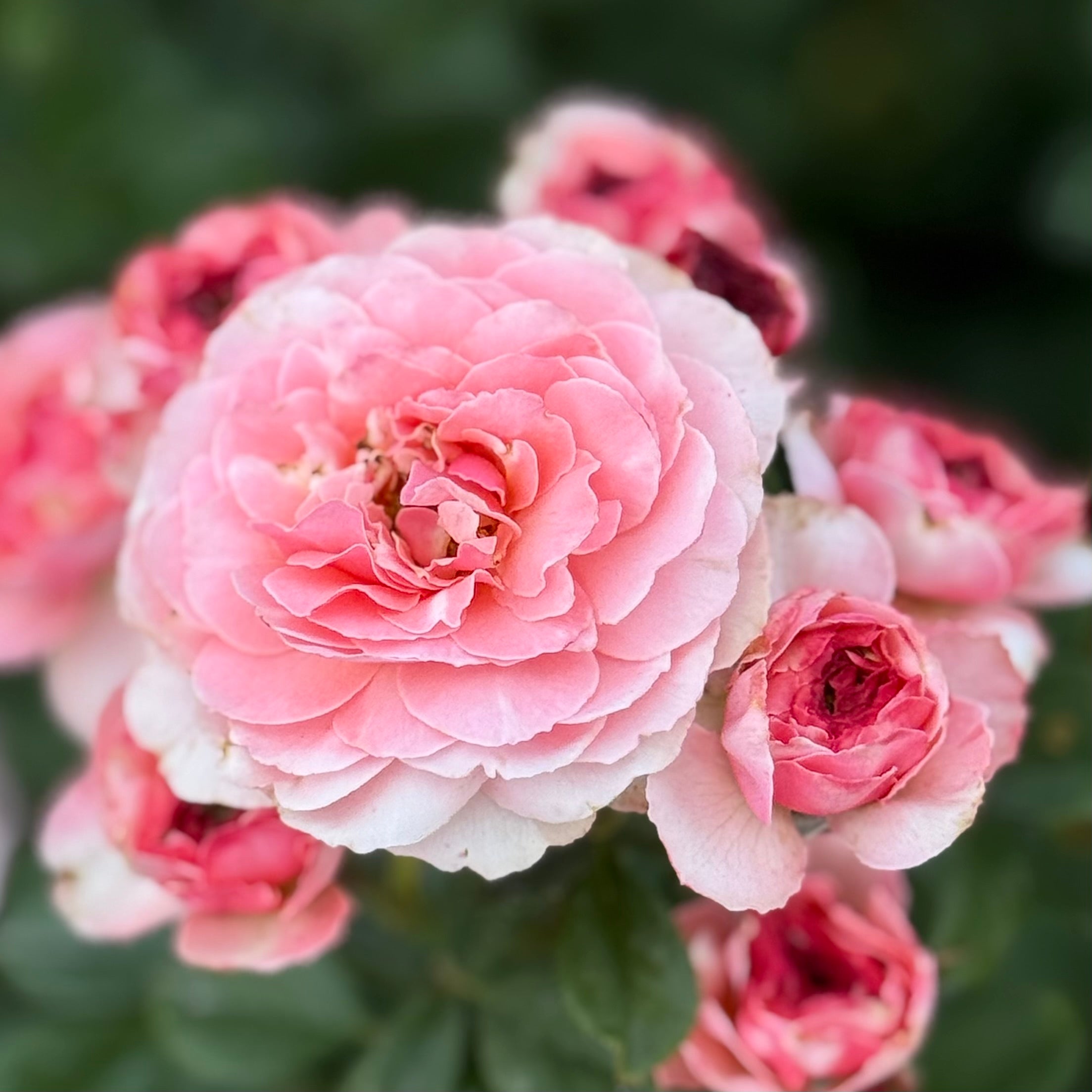 Sexy Rexy®  Potted Rose Bush