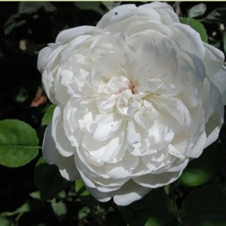 Grace Rose Farm Rose Bush