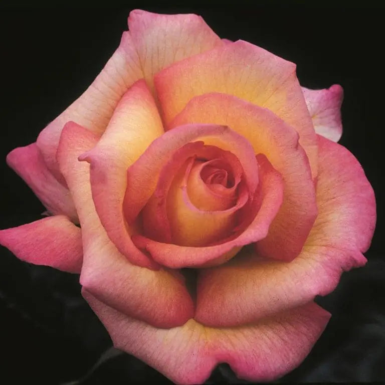 Sheila's Perfume Potted Rose Bush