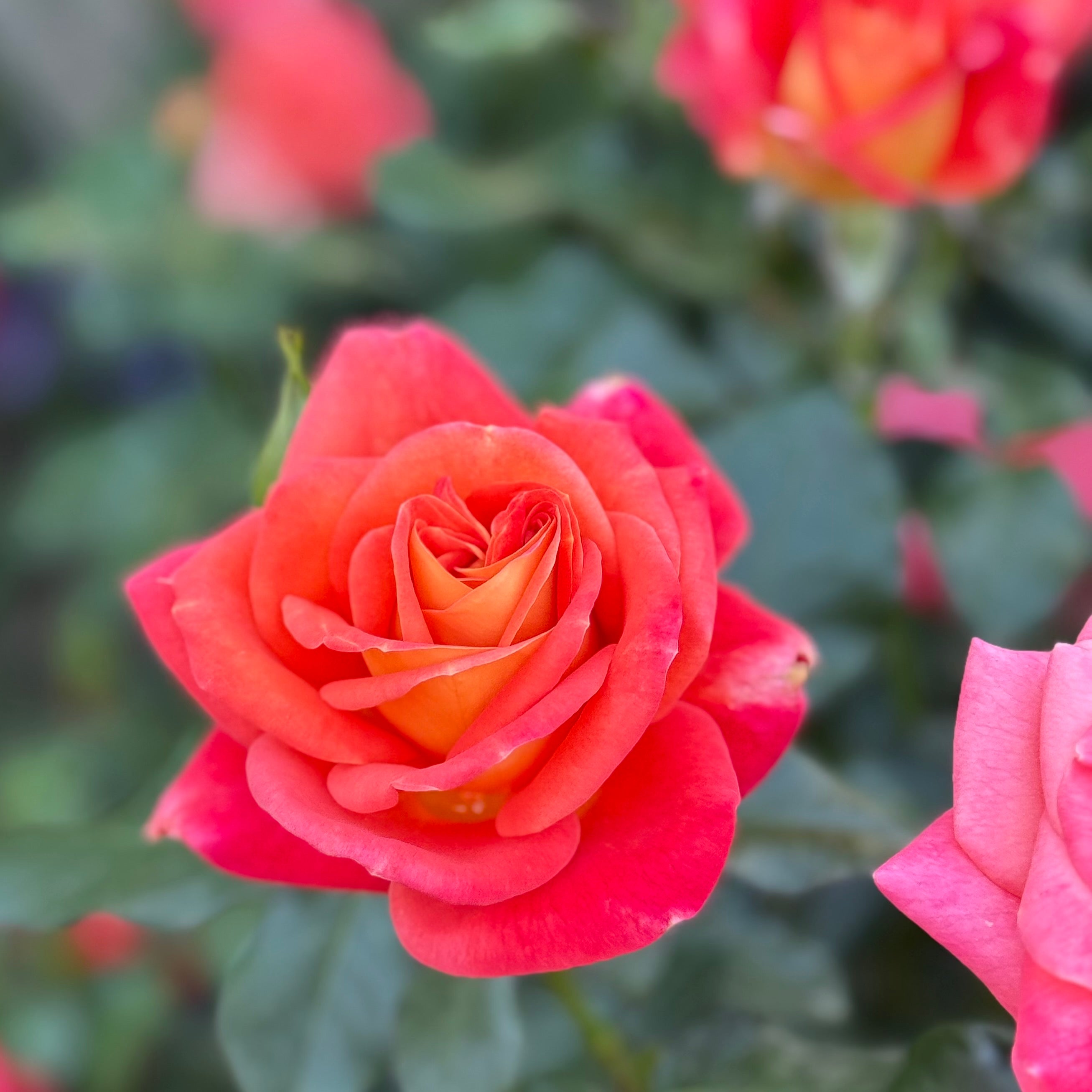 Burst of Joy™ Potted Rose Bush