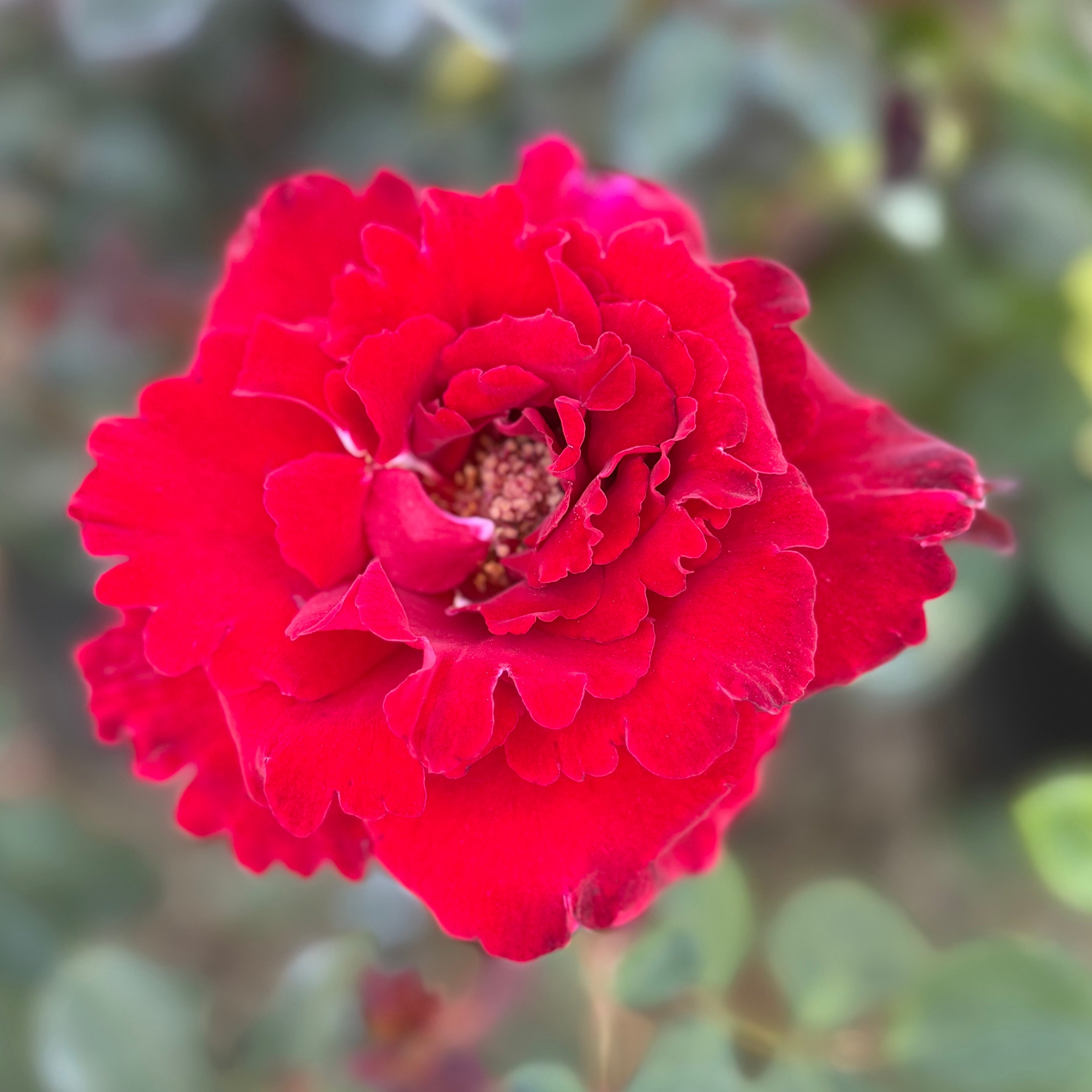 Lasting Peace™   Bare Root Rose Bush