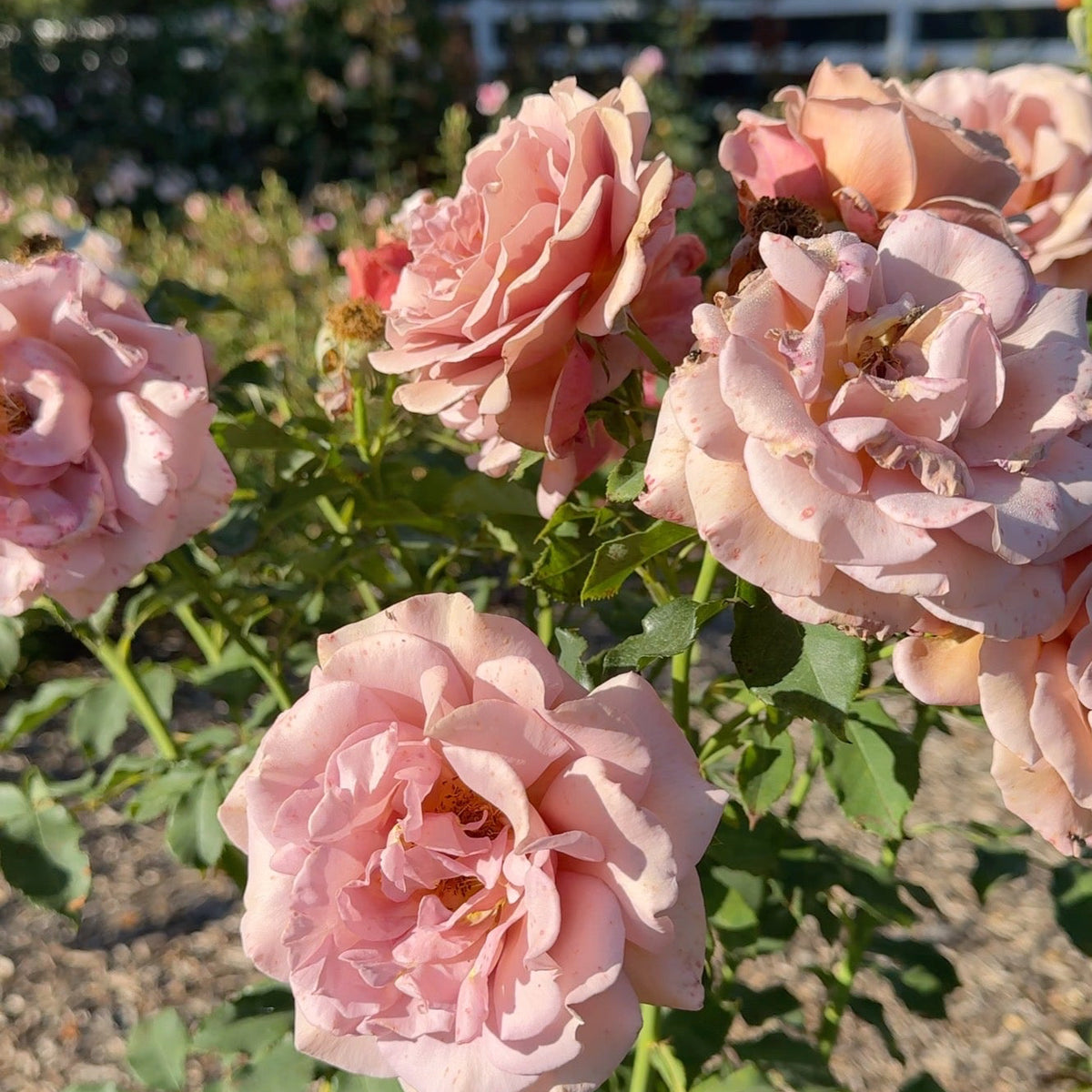 Koko Loko™ Bare Root Tree Rose