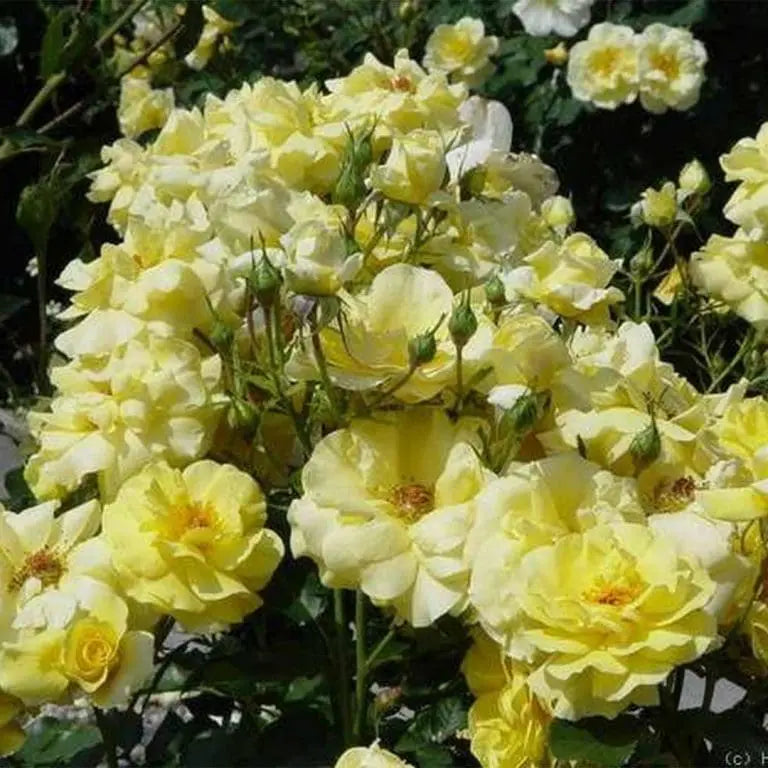 Sun Flare Potted Rose Bush