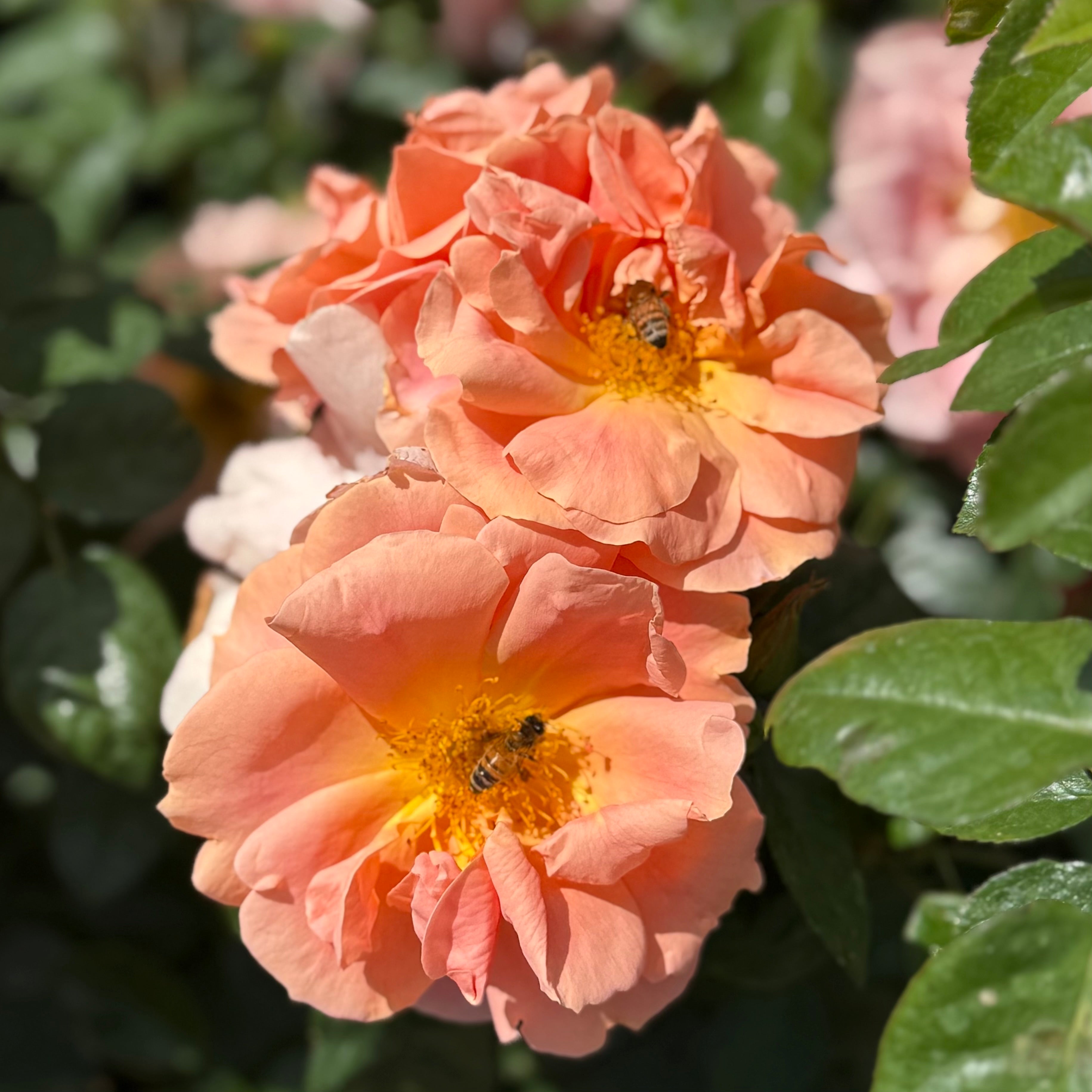 Peach Rose Bushes | Peach And Apricot Glow | Grace Rose Farm – Page 2