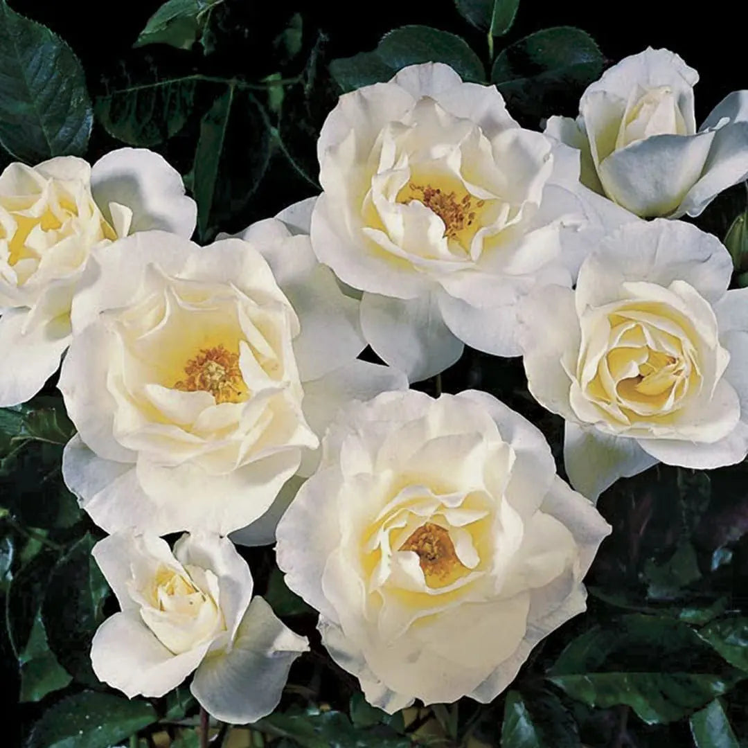 White Simplicity® Potted Rose Bush