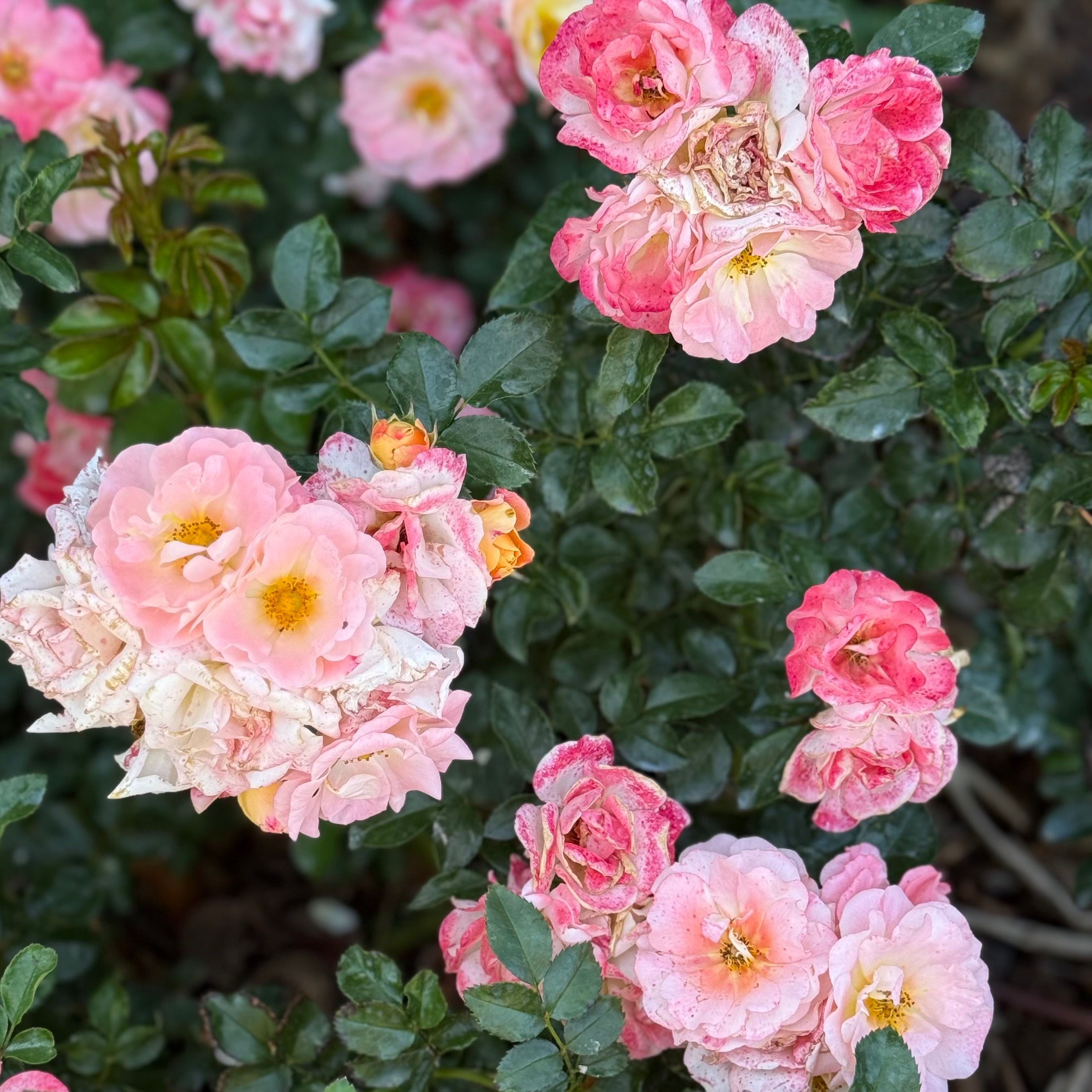 Peach Drift® Potted Rose Bush - Grace Rose Farm