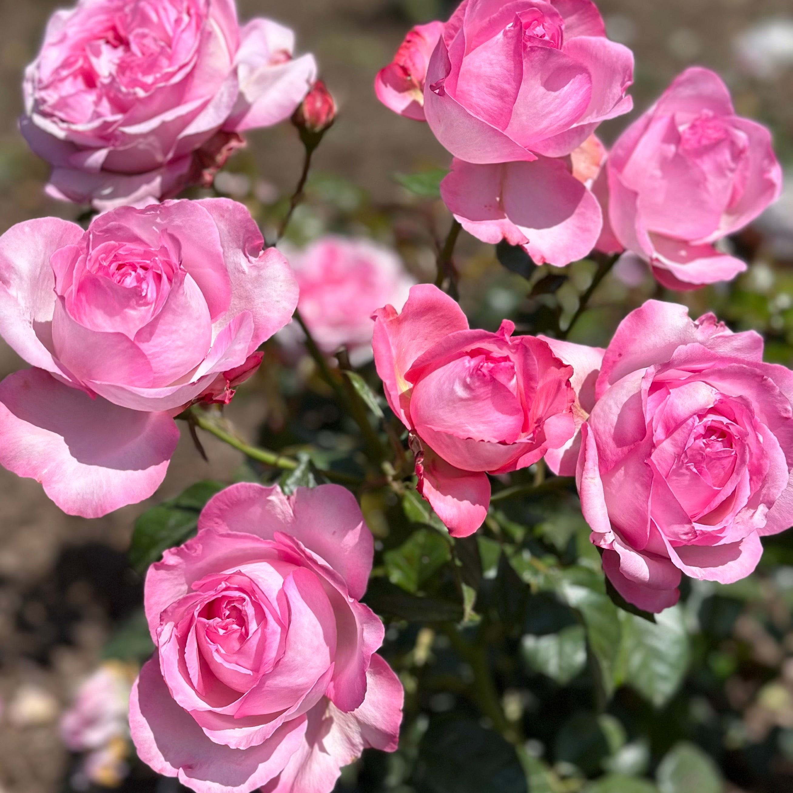 Romantica® Ball Gown™ Potted Rose Bush