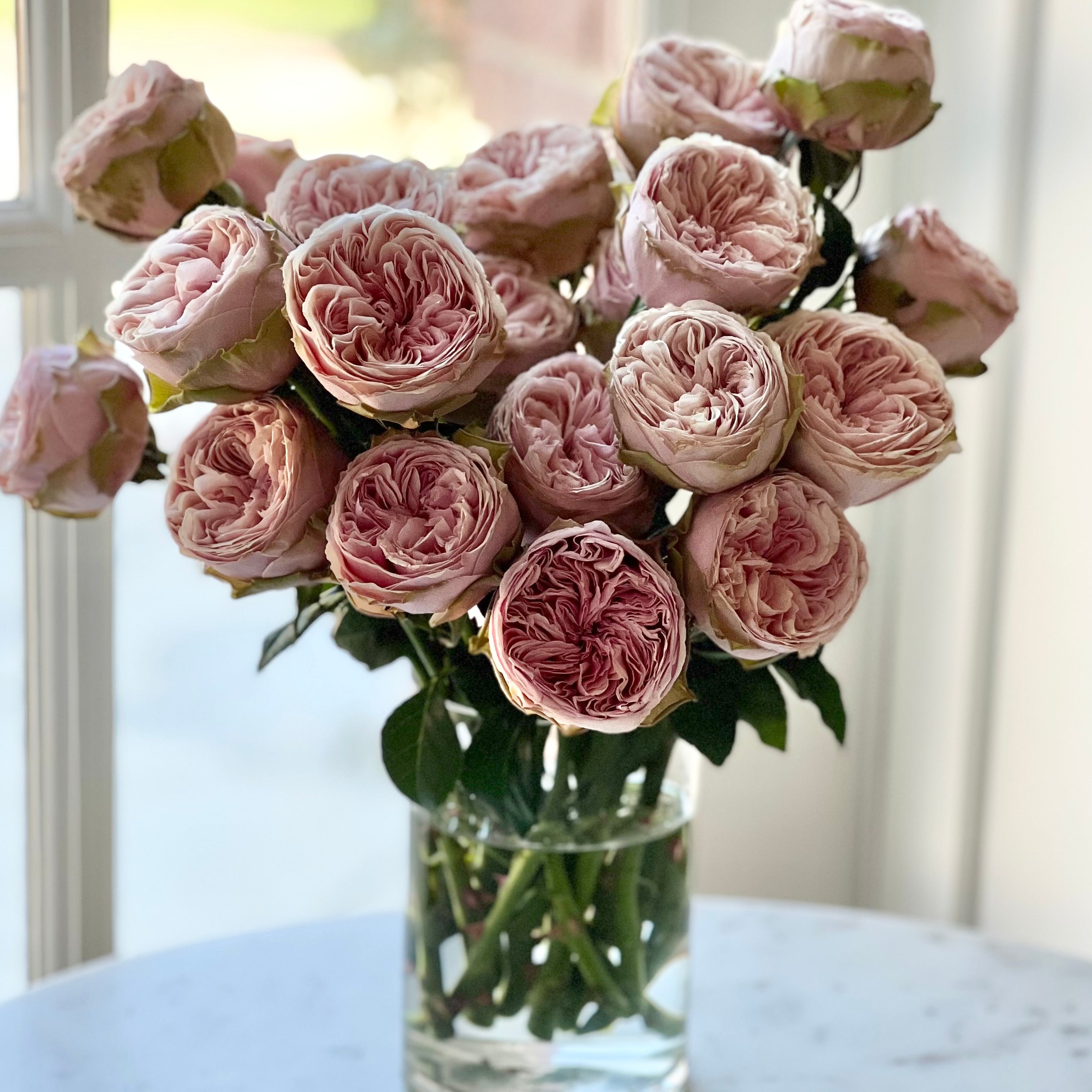 Wabara® Senlitsu® Potted Rose Bush