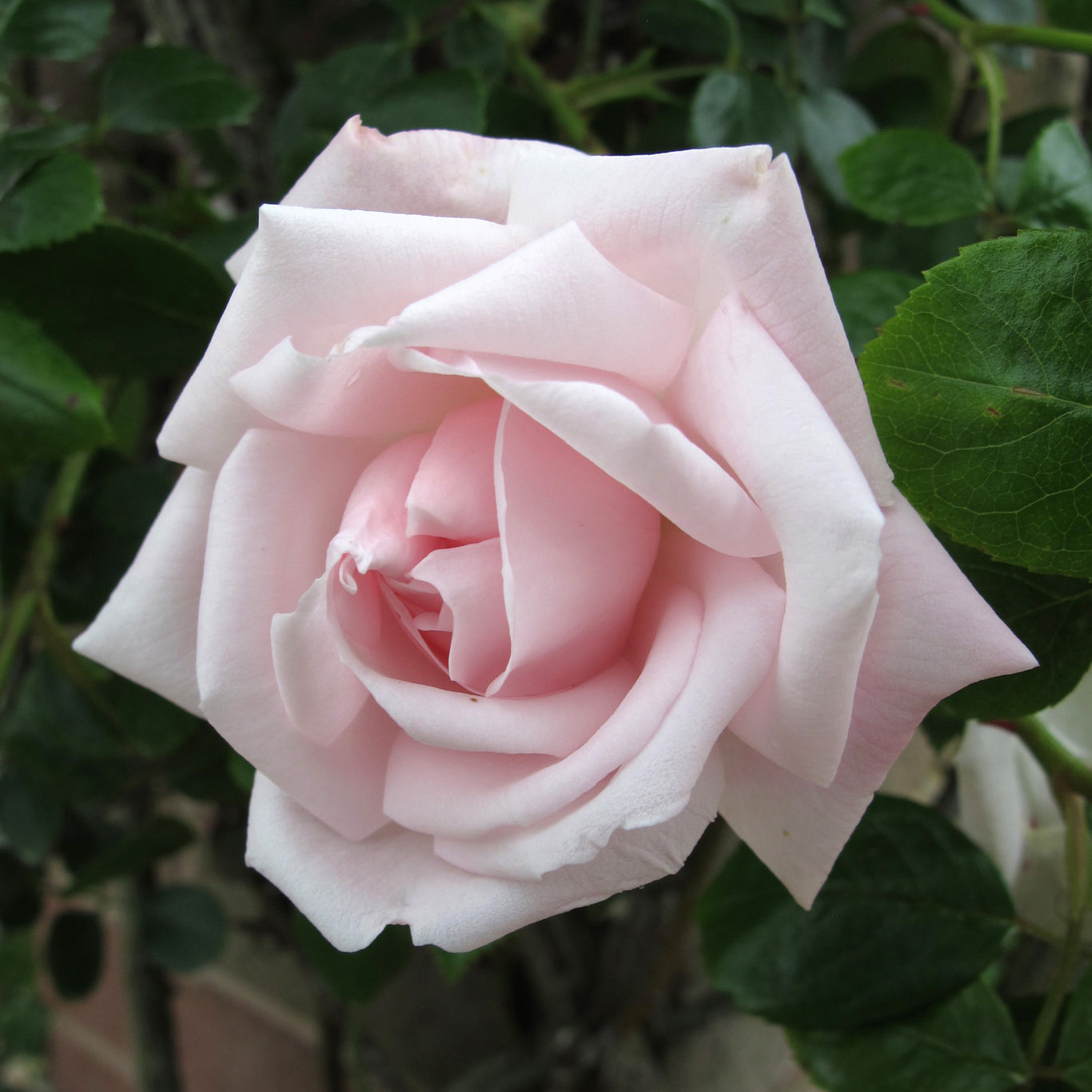 Grace Rose Farm New Dawn Climbing Rose - Thumbnail 5