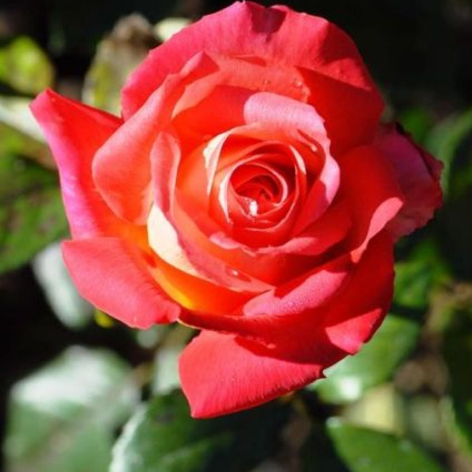 Mikado Potted Rose Bush