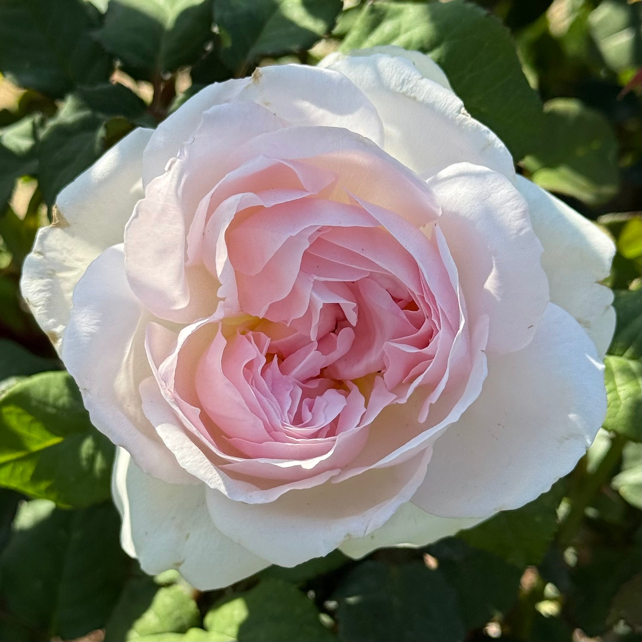 Sexy Rexy®  Potted Rose Bush