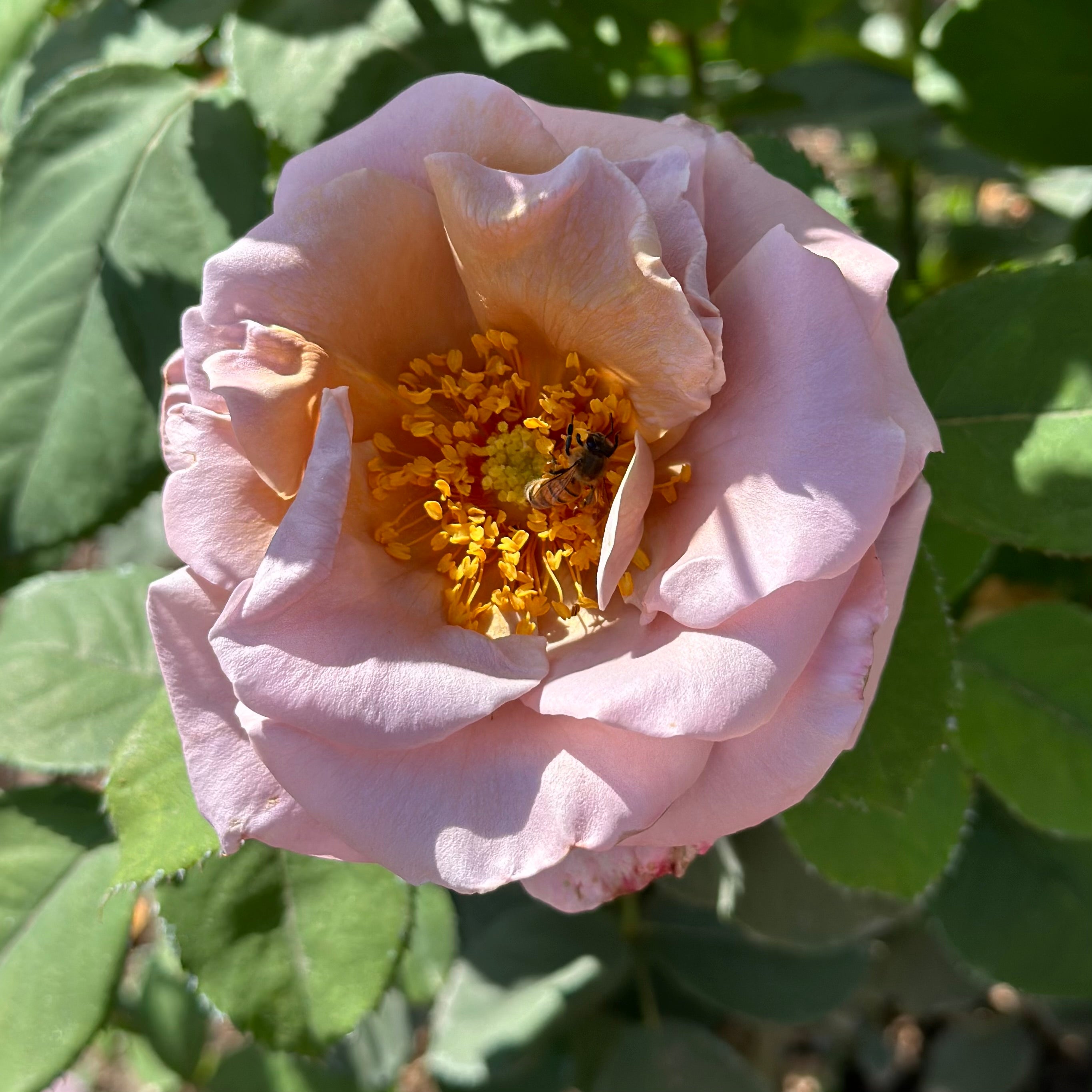 Connie's Sandstorm Potted Rose Bush