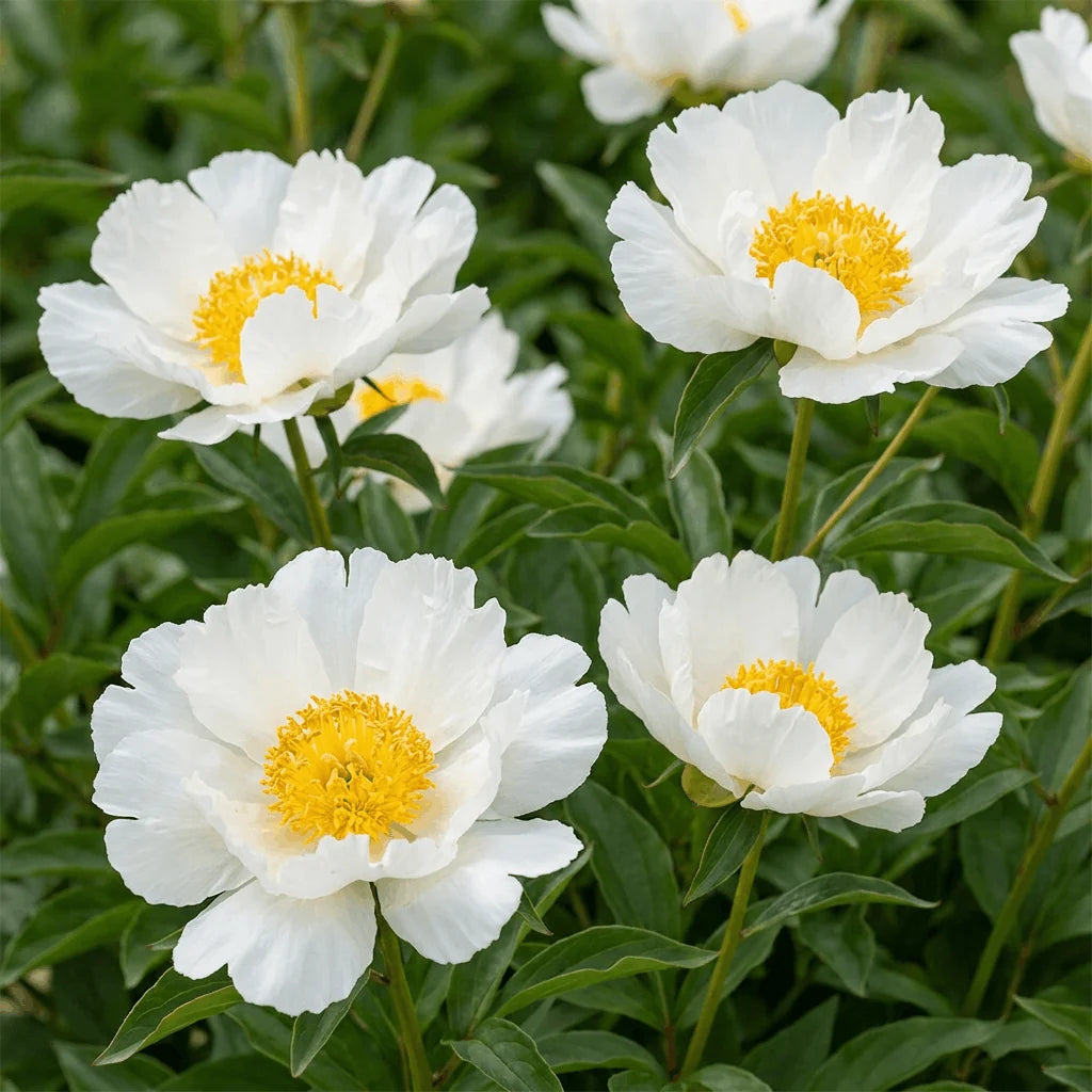Peony Krinkled White- Peony Bulbs