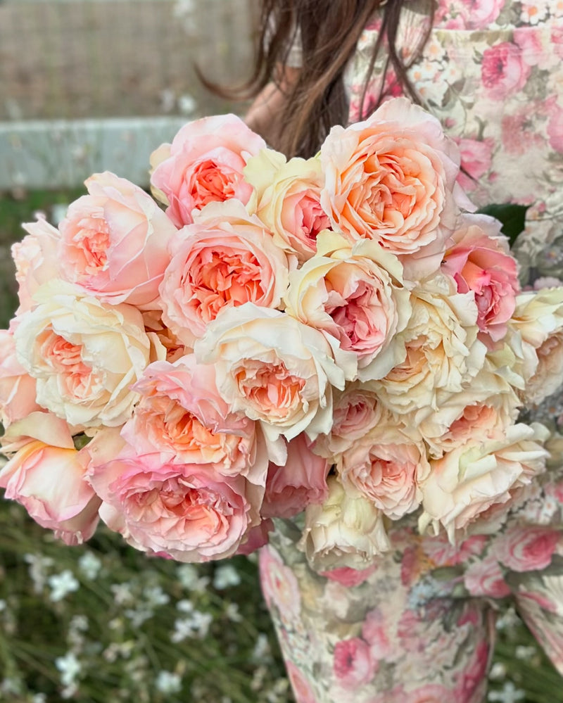 Romantica® Ball Gown™ Bare Root Rose Bush Grace Rose Farm