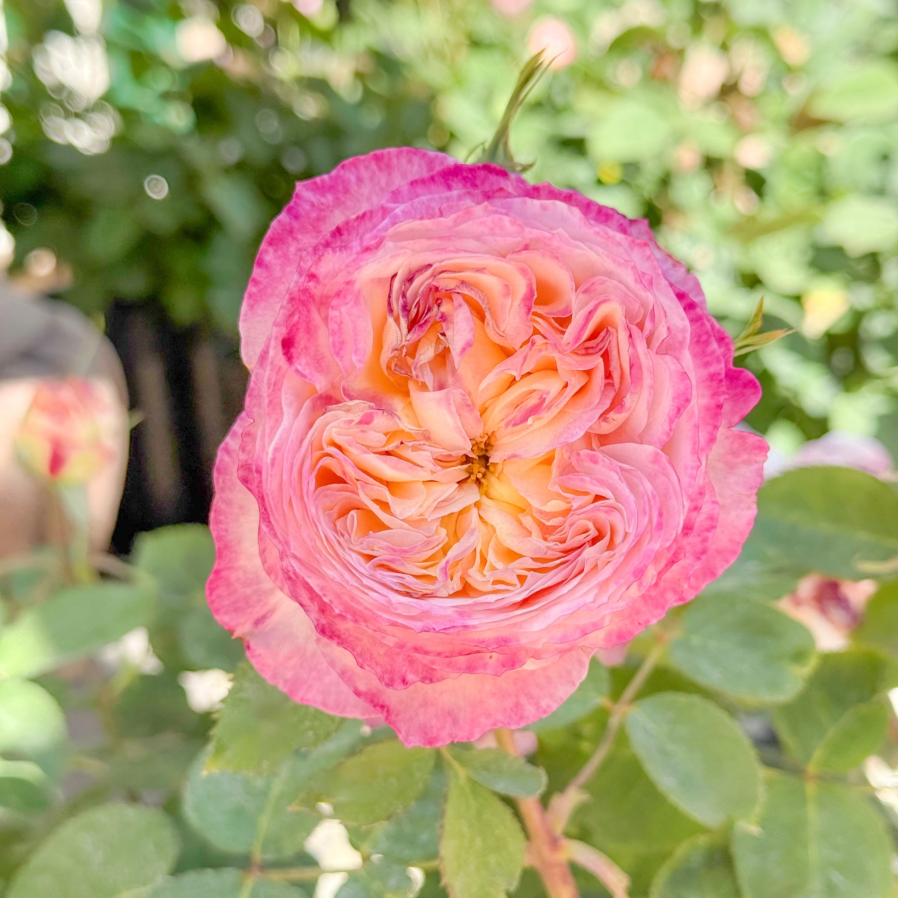 Living the Dream™ Bare Root Rose Bush