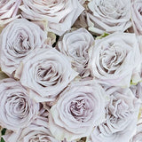 Menta™ Potted Rose Bush