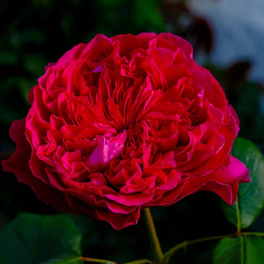 Rouge Royale Potted Rose Bush | Red Hybrid Tea Rose | Grace Rose Farm