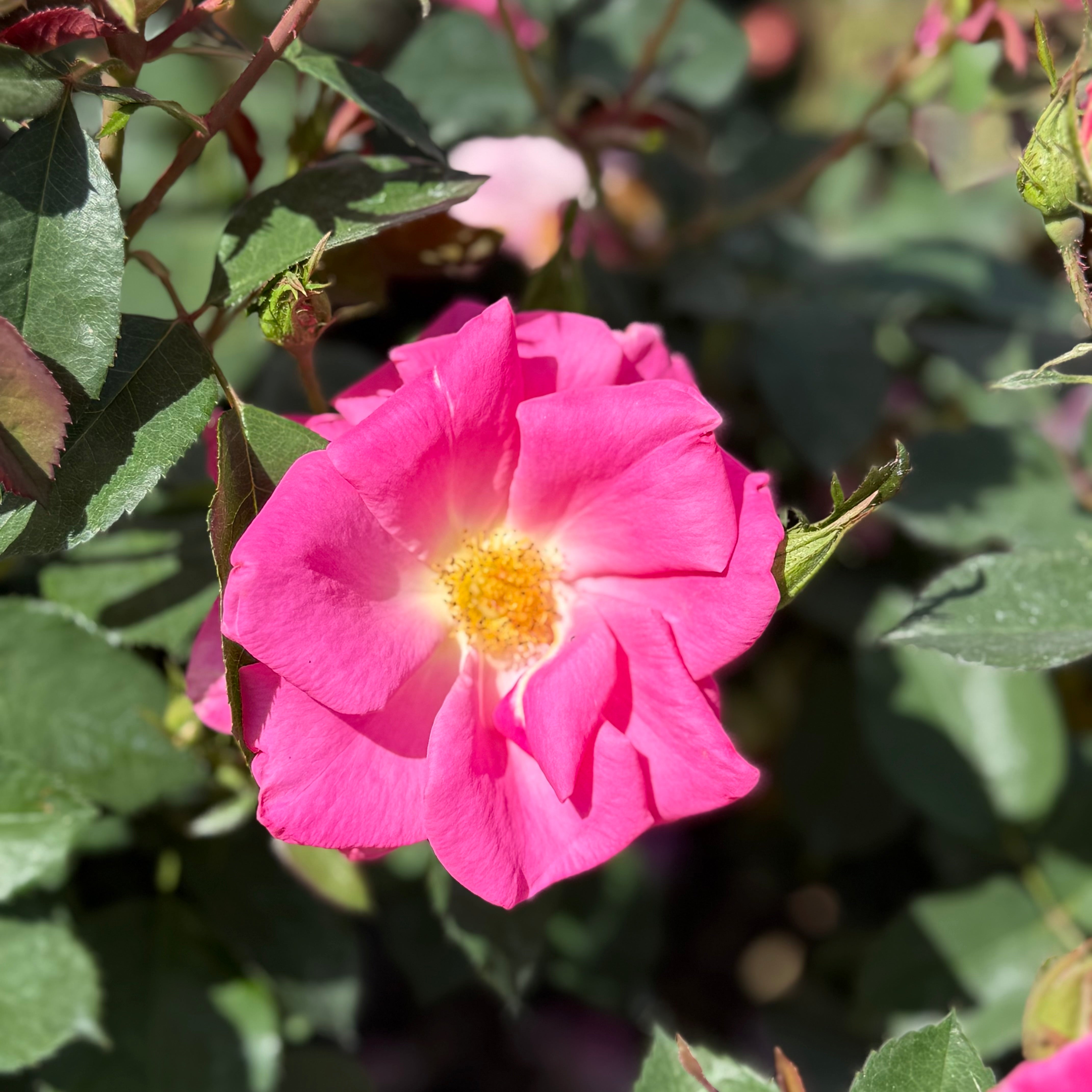 Pink Freedom™ Bare Root Rose Bush