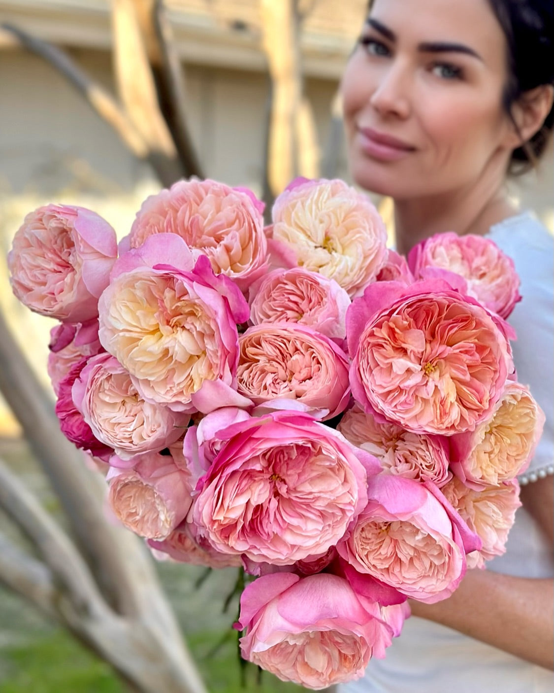 Gracie's Better Bare Root™ Species Roses - Grace Rose Farm