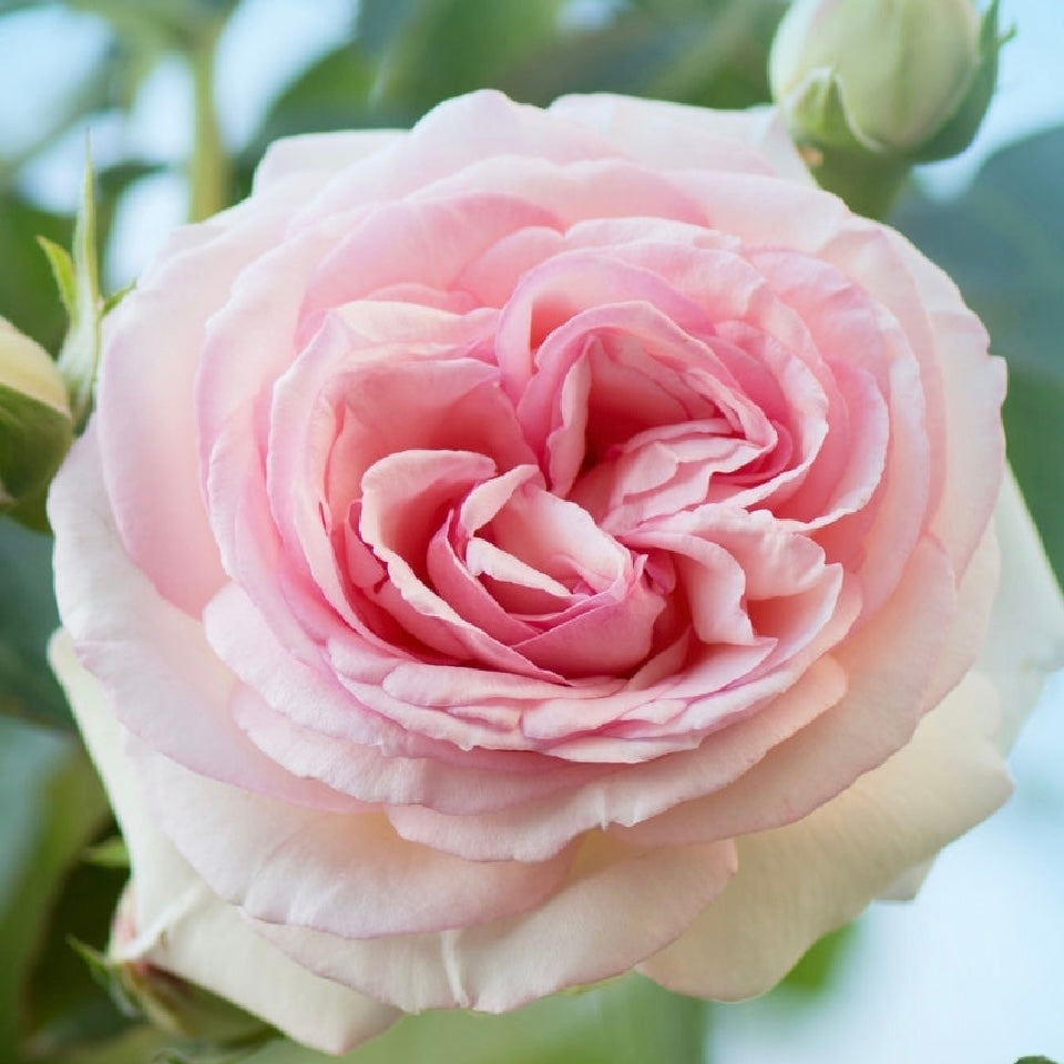 Eden Climber® Potted Climbing Rose