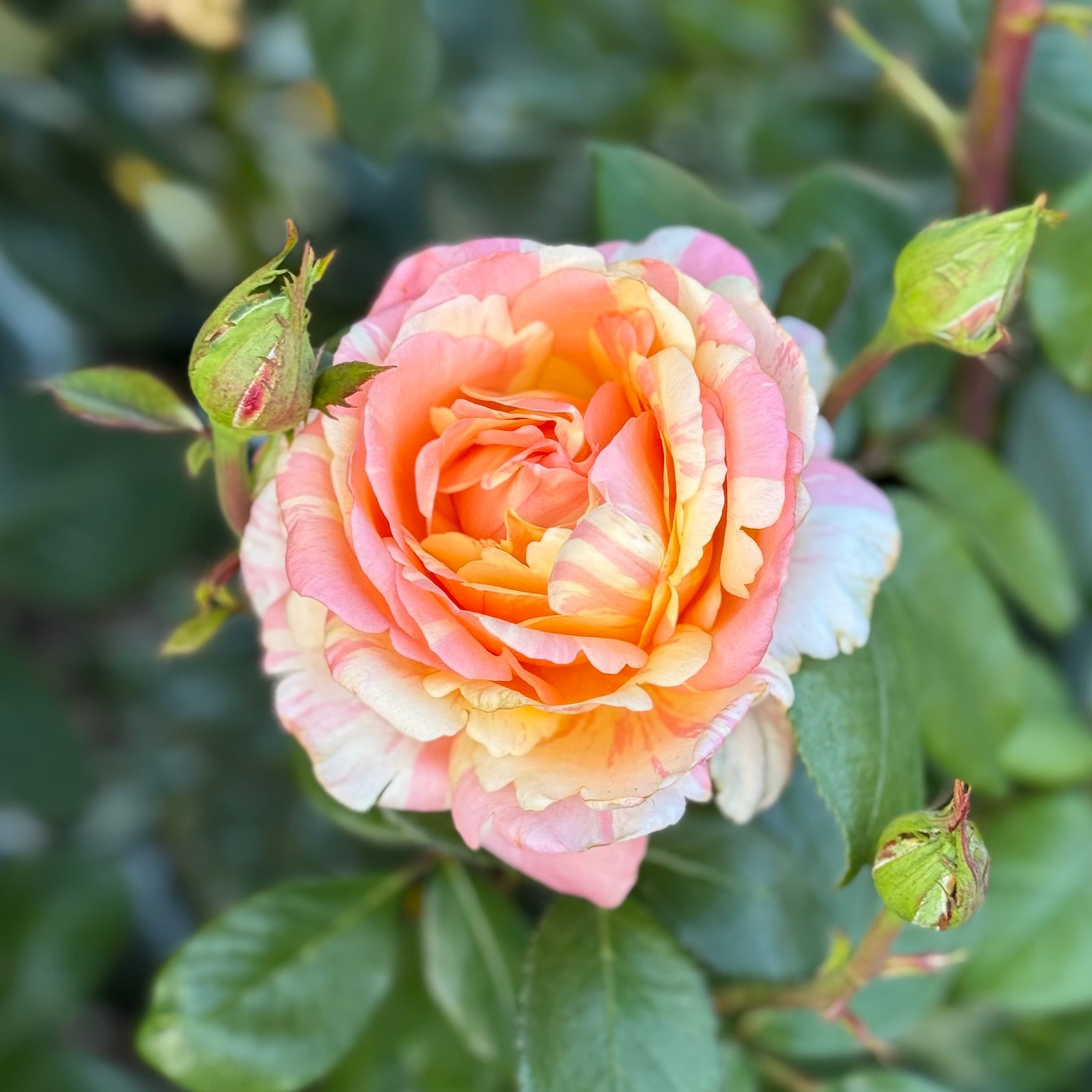 Peach Swirl™ Potted Rose Bush
