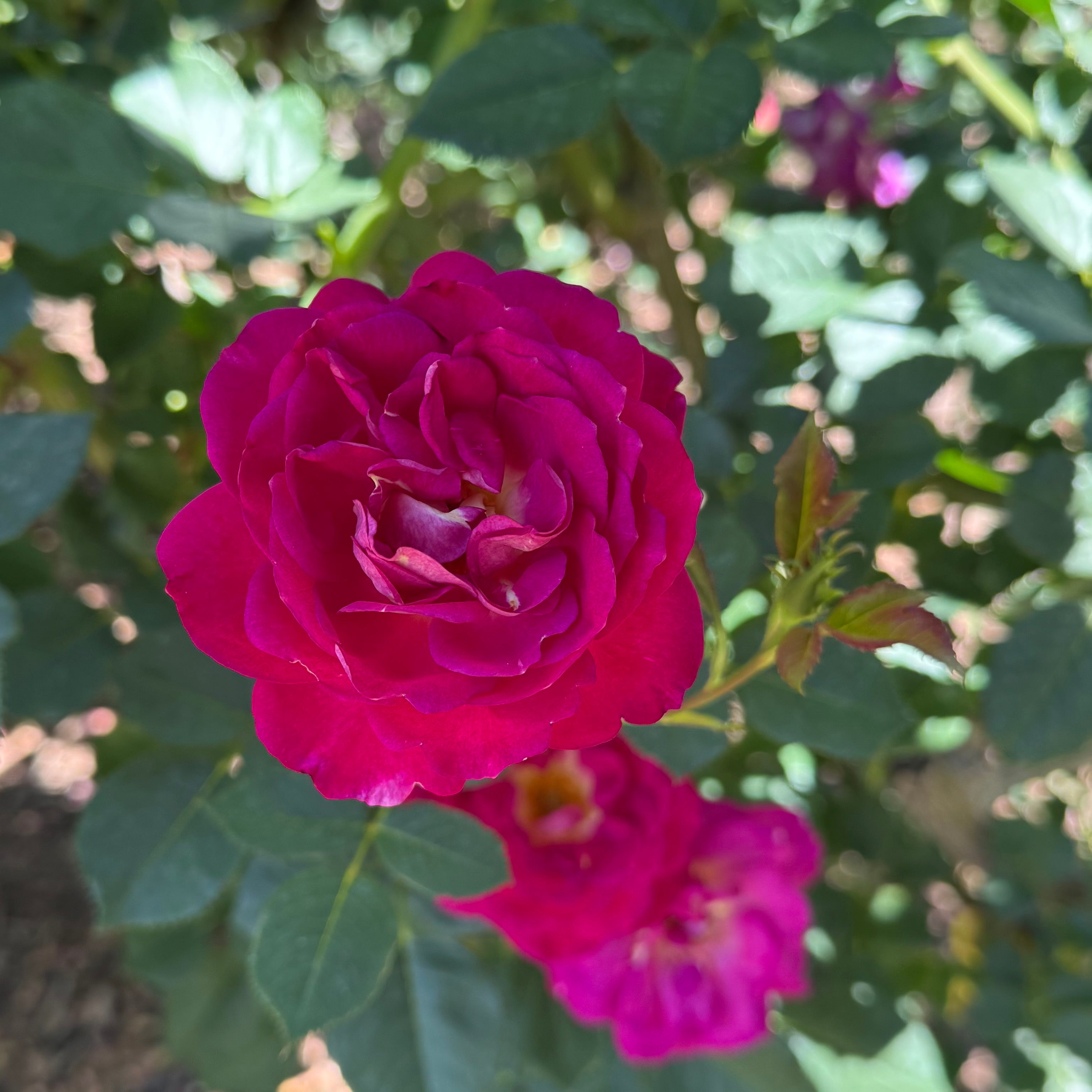 Outta the Blue Potted Rose Bush | Magenta Purple Shrub Rose
