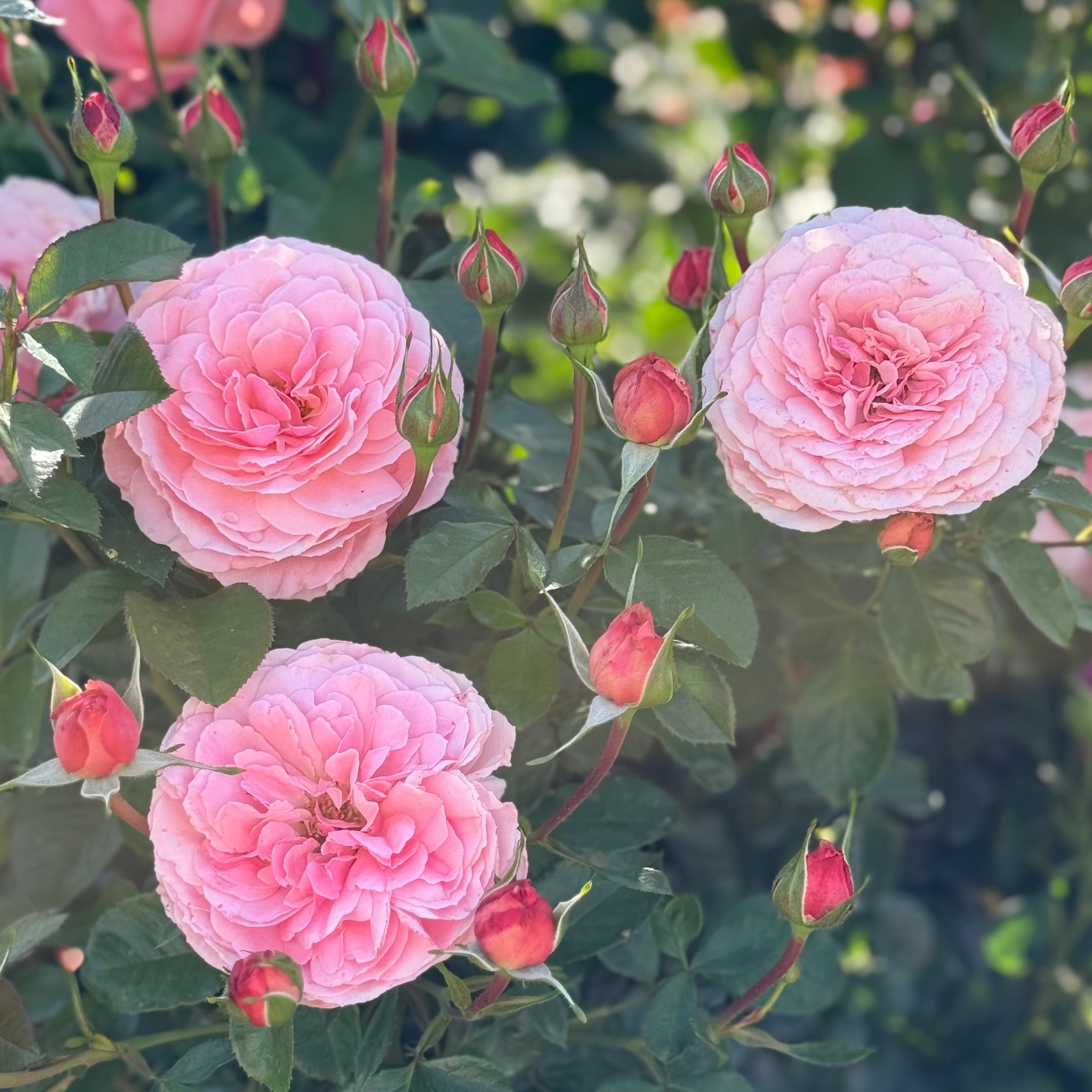 Sexy Rexy®  Potted Rose Bush