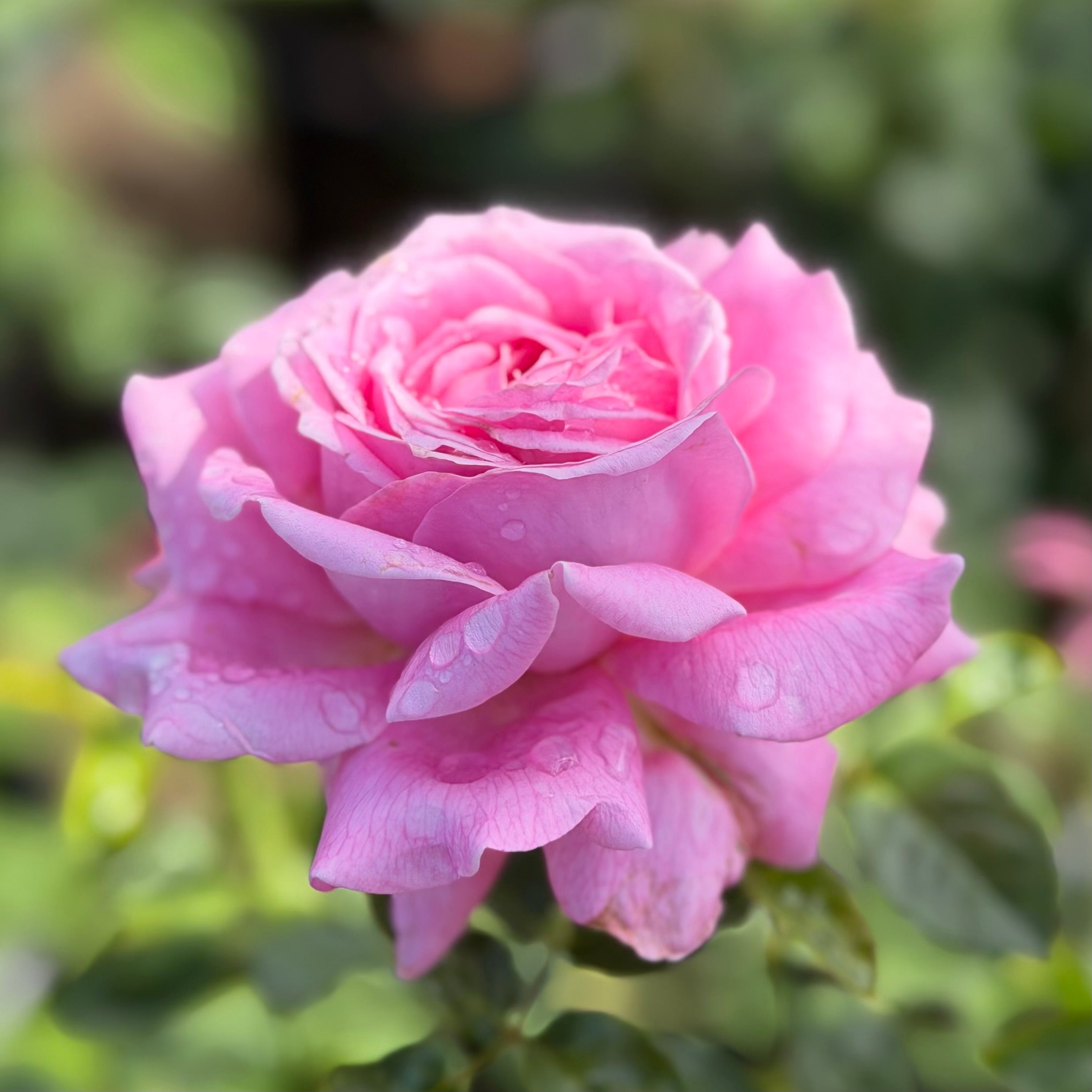 Héloïse-Grace™ Potted Rose Bush