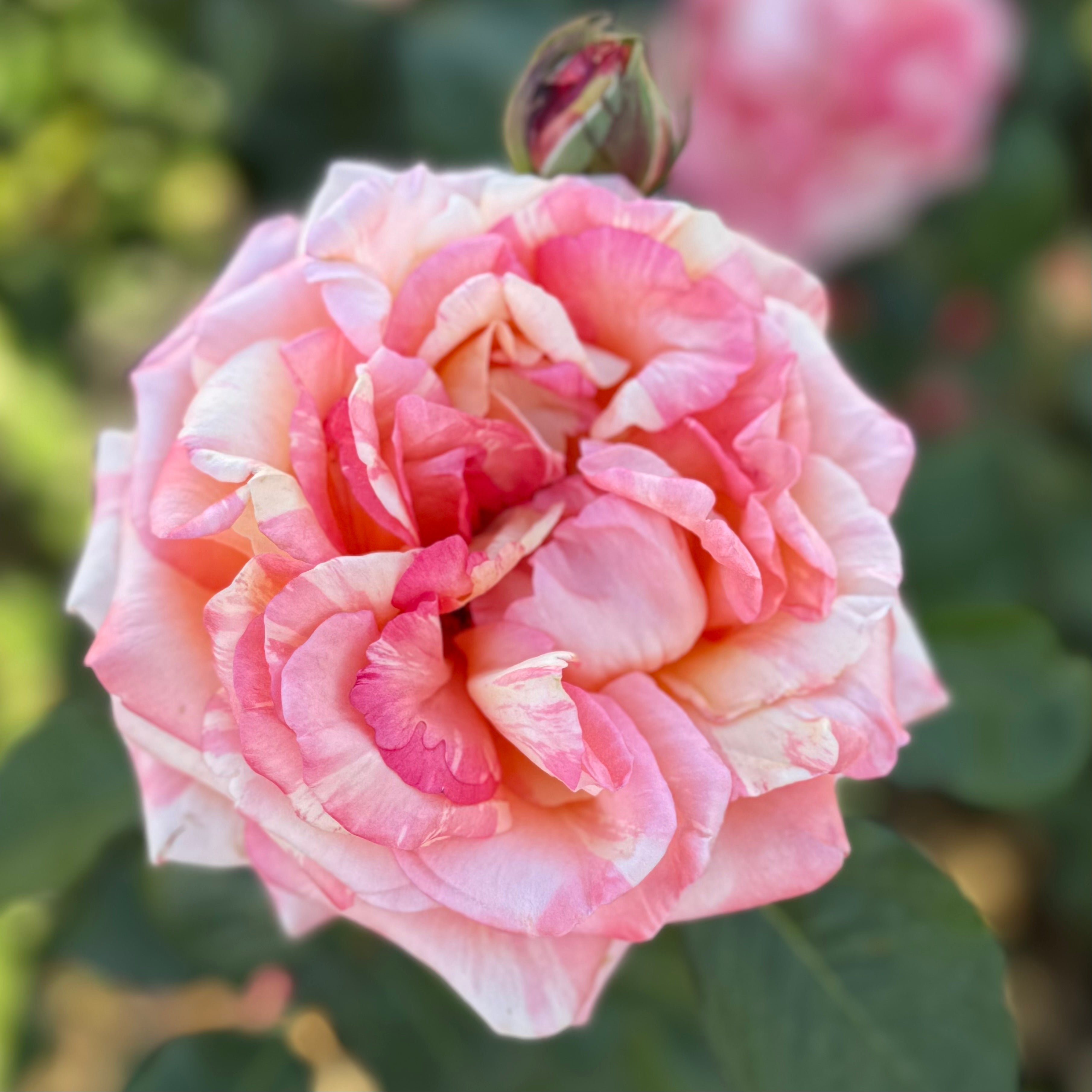 Peach Swirl™ Potted Rose Bush