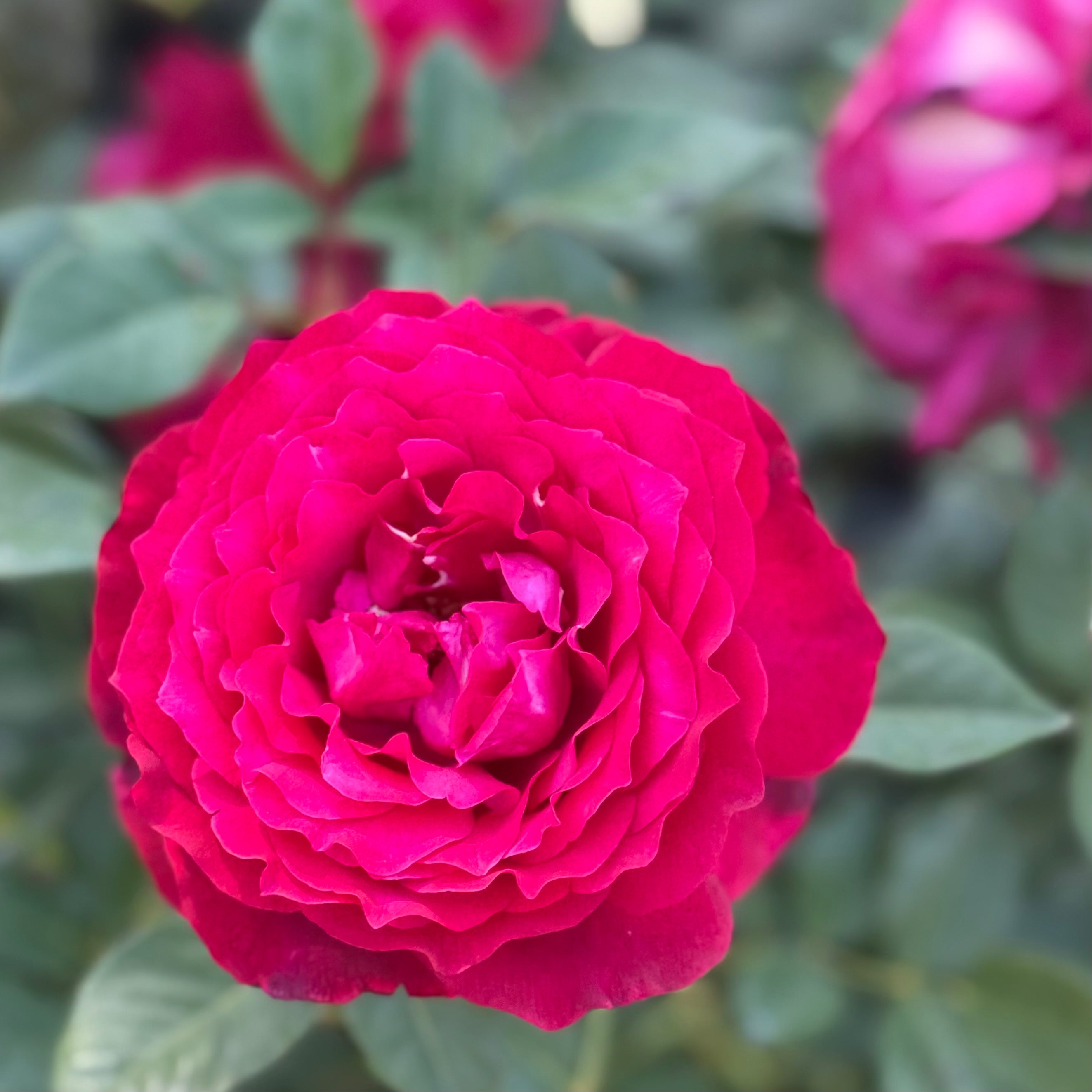 Janice Kellogg® Potted Rose Bush
