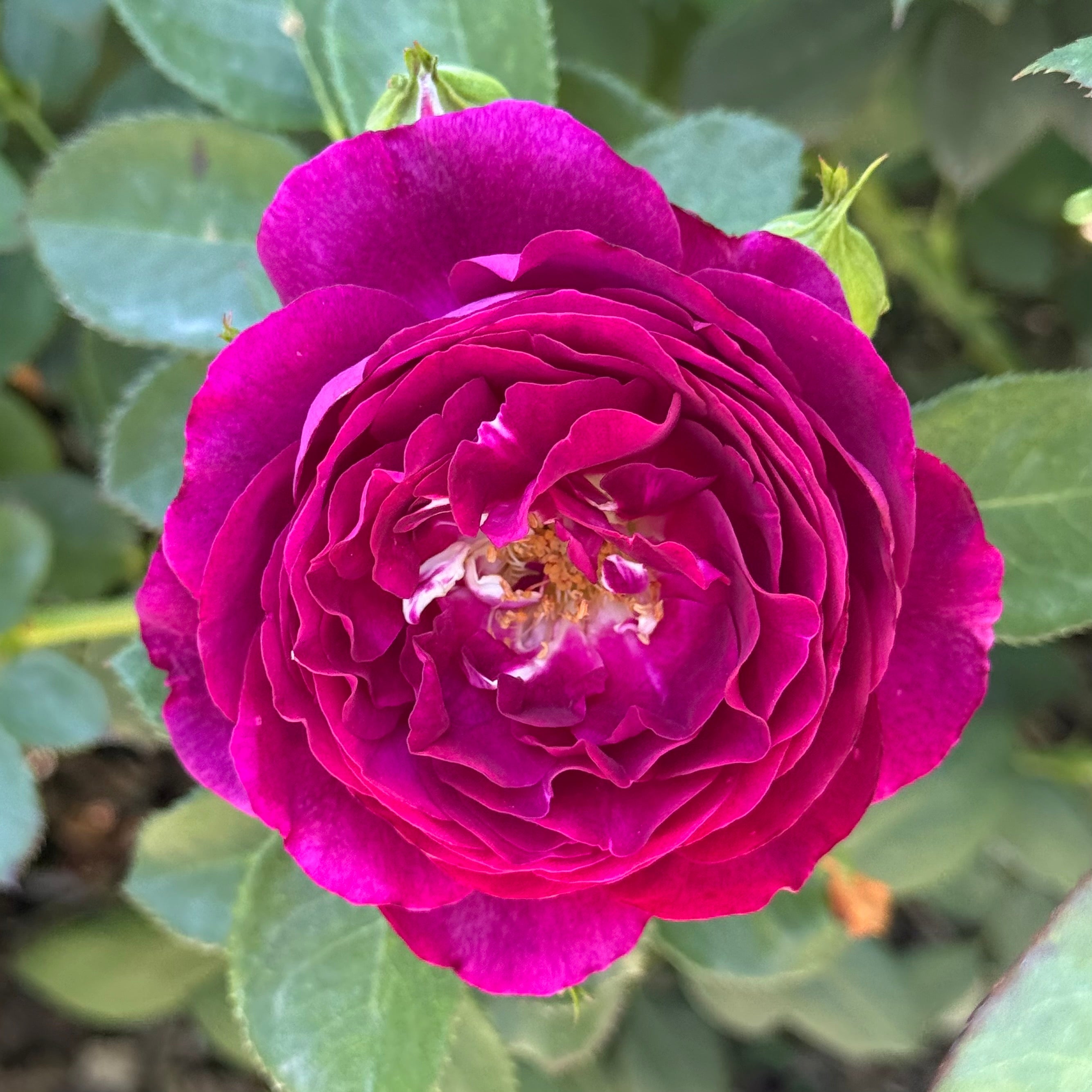 Twilight Zone™ Potted Tree Rose