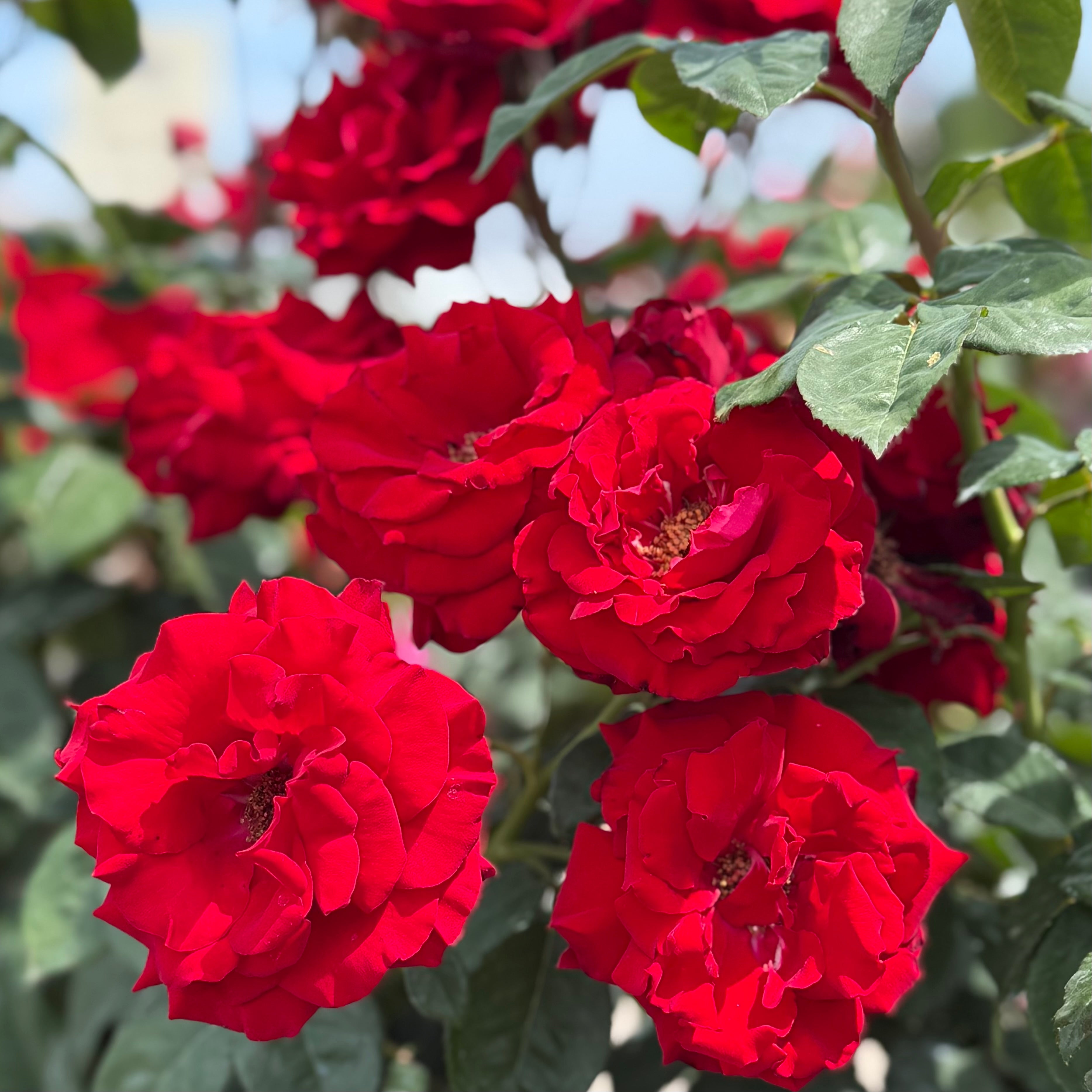 Oh My!® Potted Rose Bush