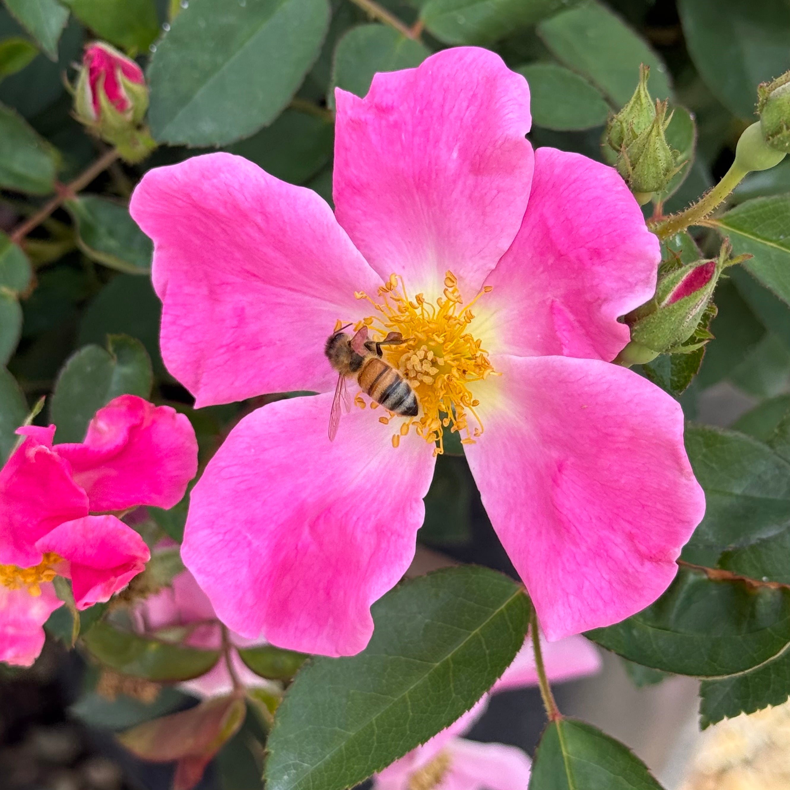 Wild Rose/Half Past Midnight bonus入りメロハー Nearly Wild Potted Rose Bush | Pink Shrub Rose Bush | Grace Rose Farm