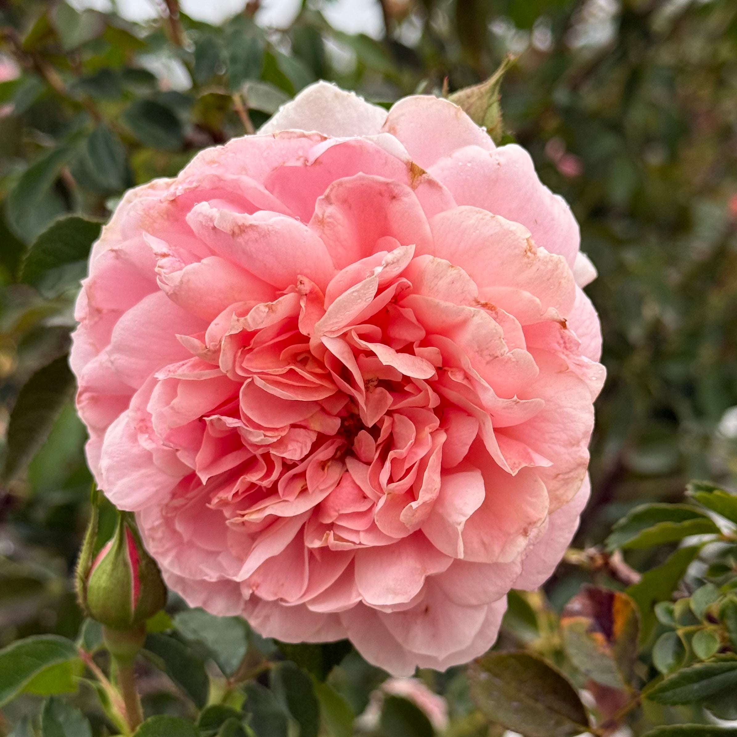Colette Climbing Rose | Fragrant Pink Climbing Rose | Grace Rose Farm