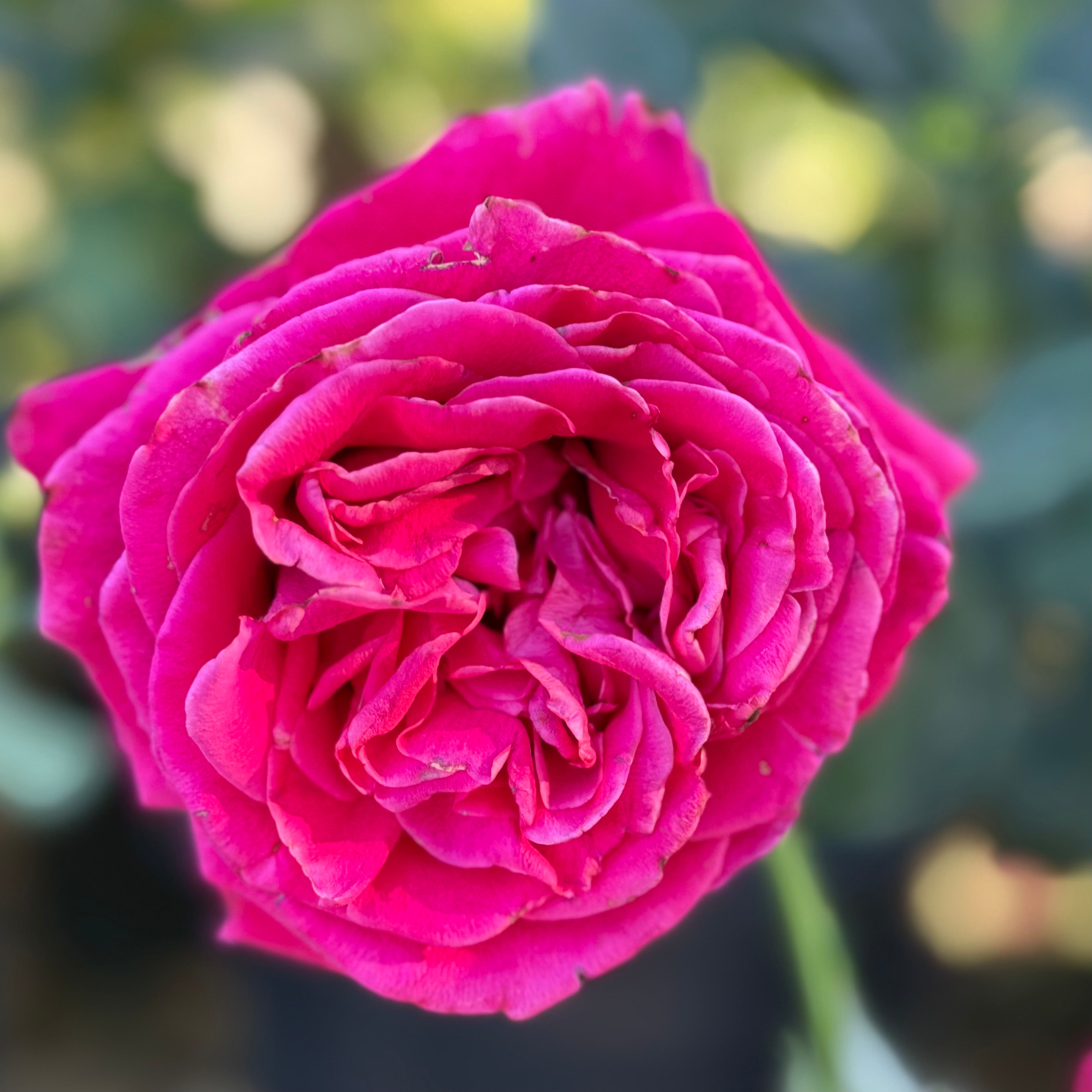 Veterans' Honor® Potted Rose Bush