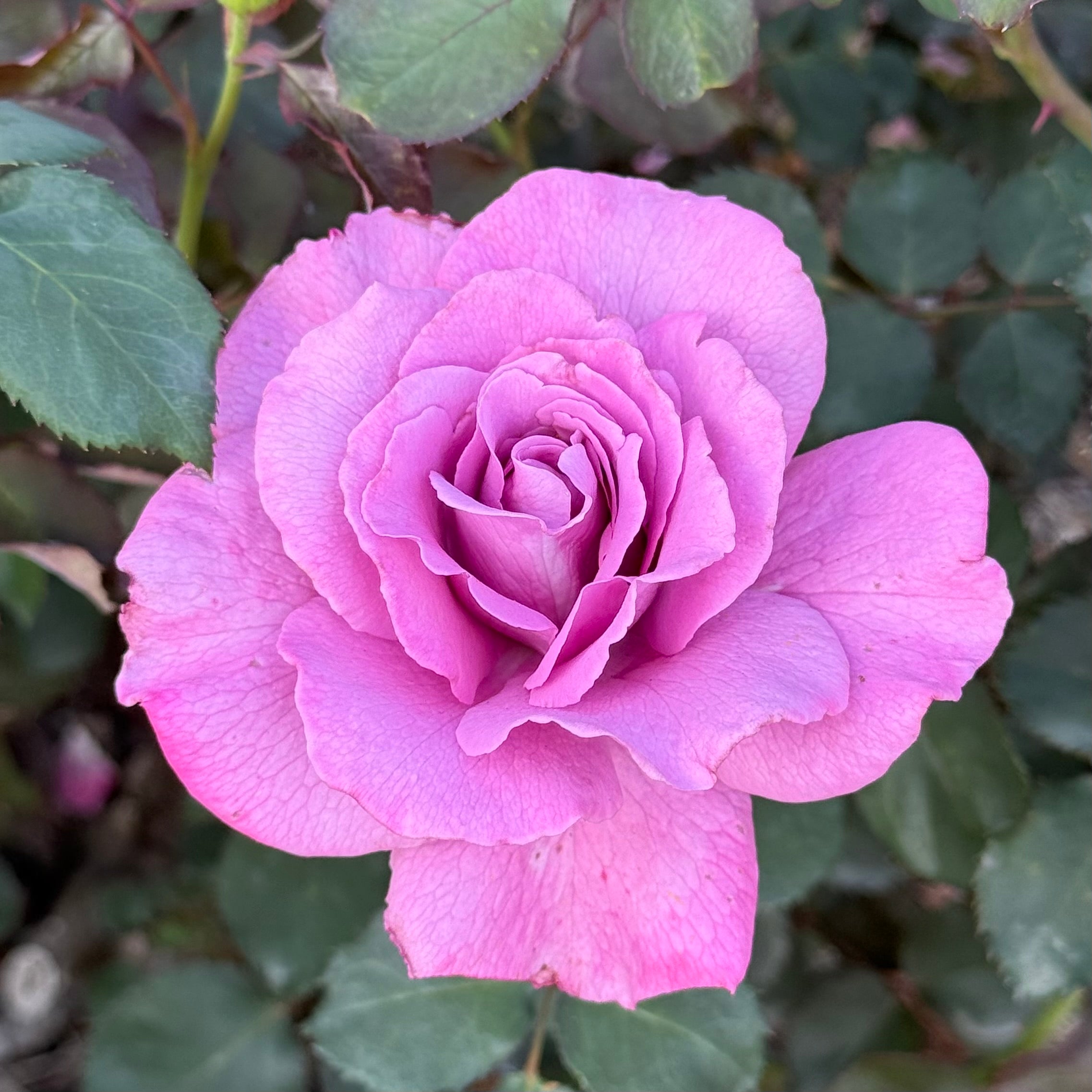 Angel Face Potted Tree Rose