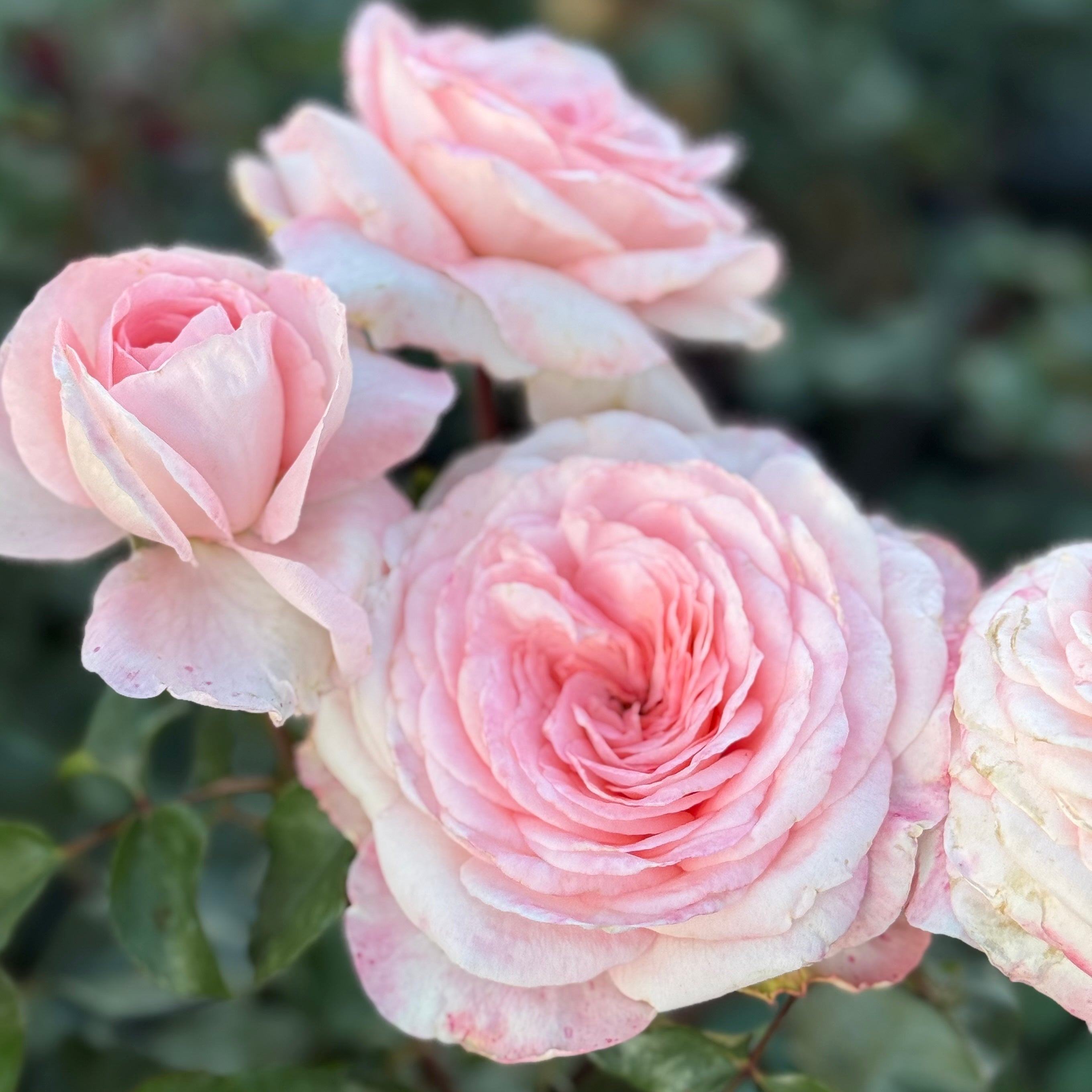 Sunbelt® Savannah™ Potted Rose Bush